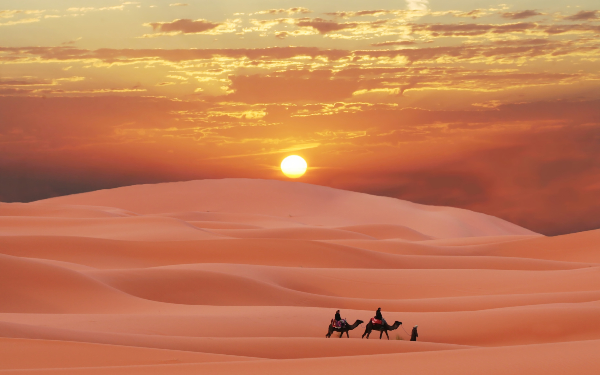37568 Bild herunterladen landschaft, wüste, kamele - Hintergrundbilder und Bildschirmschoner kostenlos