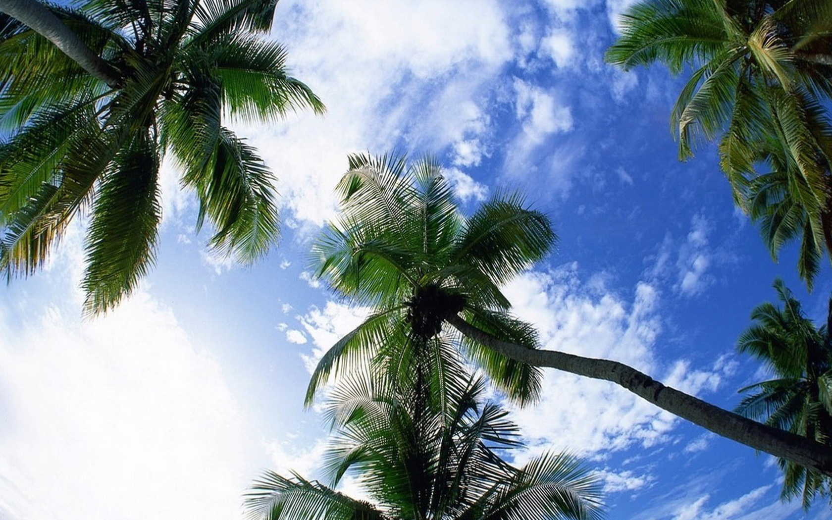 Baixe gratuitamente a imagem Palmeira, Terra/natureza na área de trabalho do seu PC