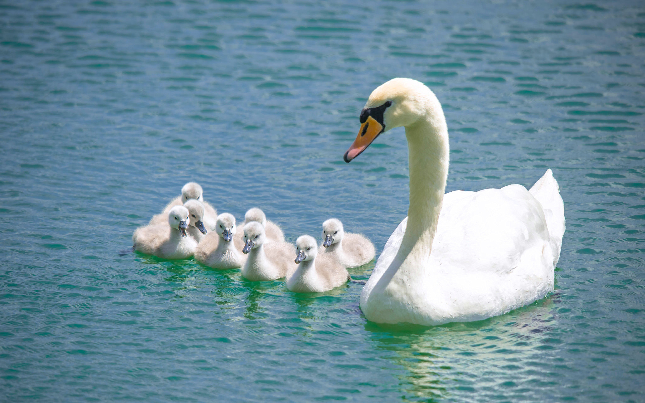 swan, mute swan, animal, baby animal, bird, chick, birds