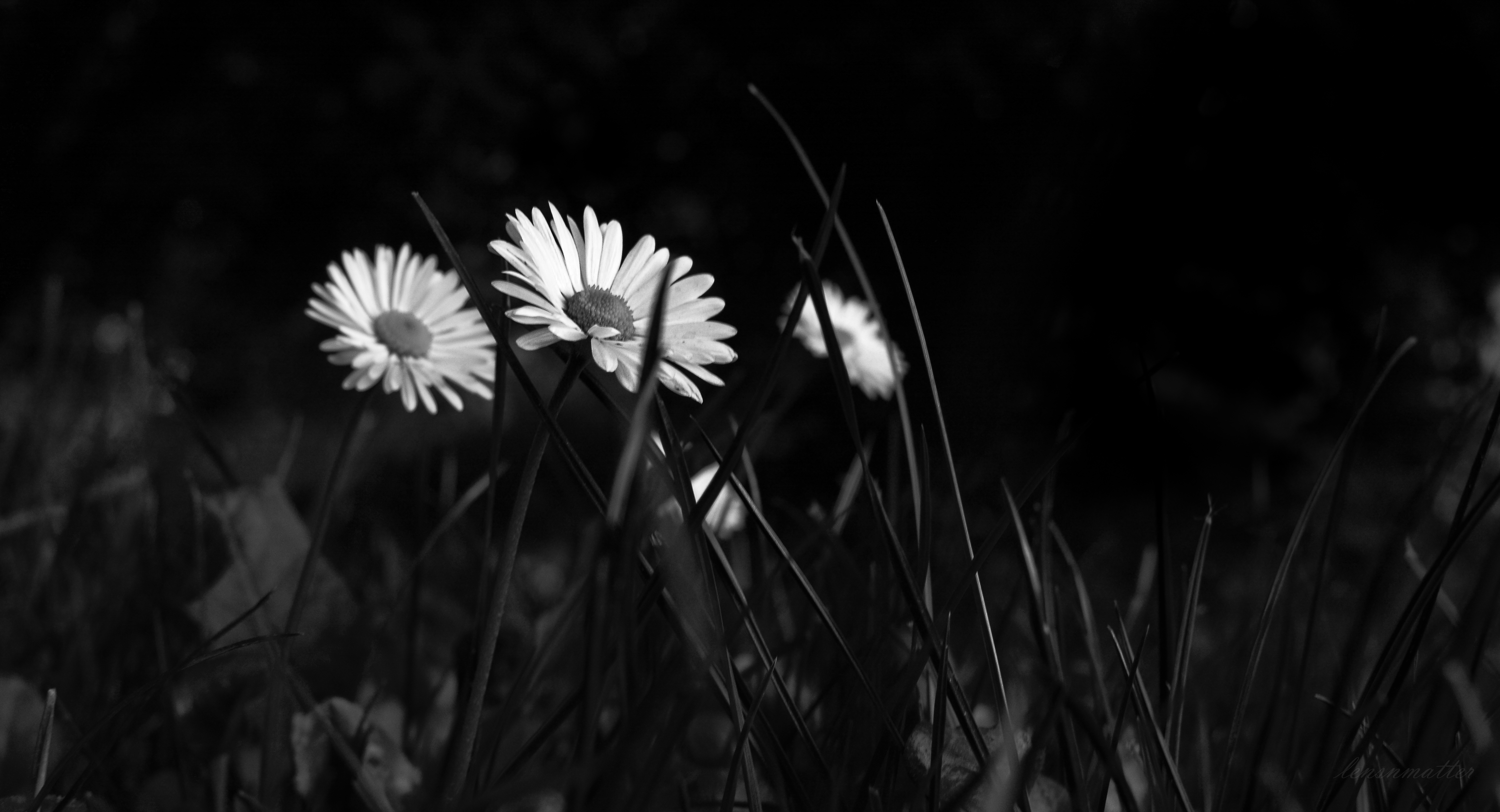 Download mobile wallpaper Chb, Grass, Chamomile, Bw, Camomile, Flowers for free.
