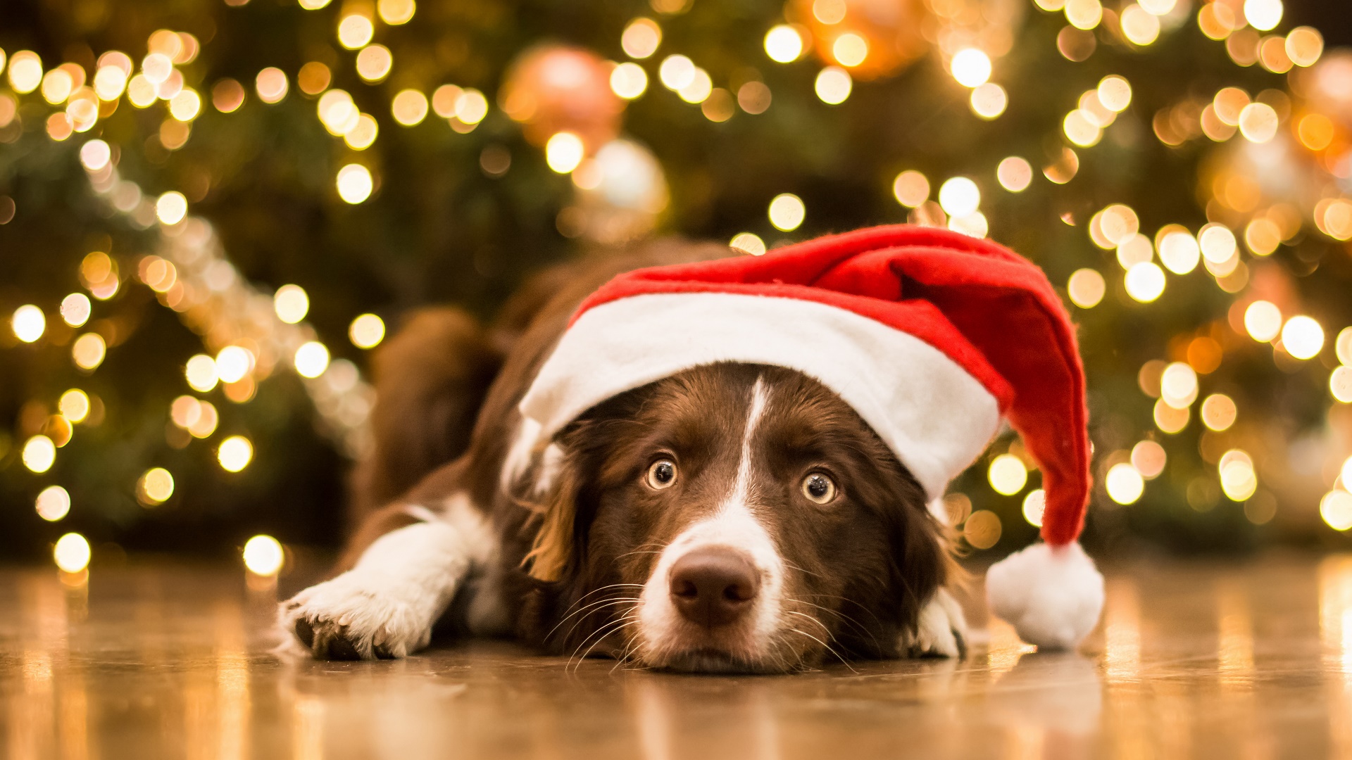 Téléchargez des papiers peints mobile Animaux, Chiens, Chien, Bokeh, Border Collie, Chapeau De Père Noël gratuitement.