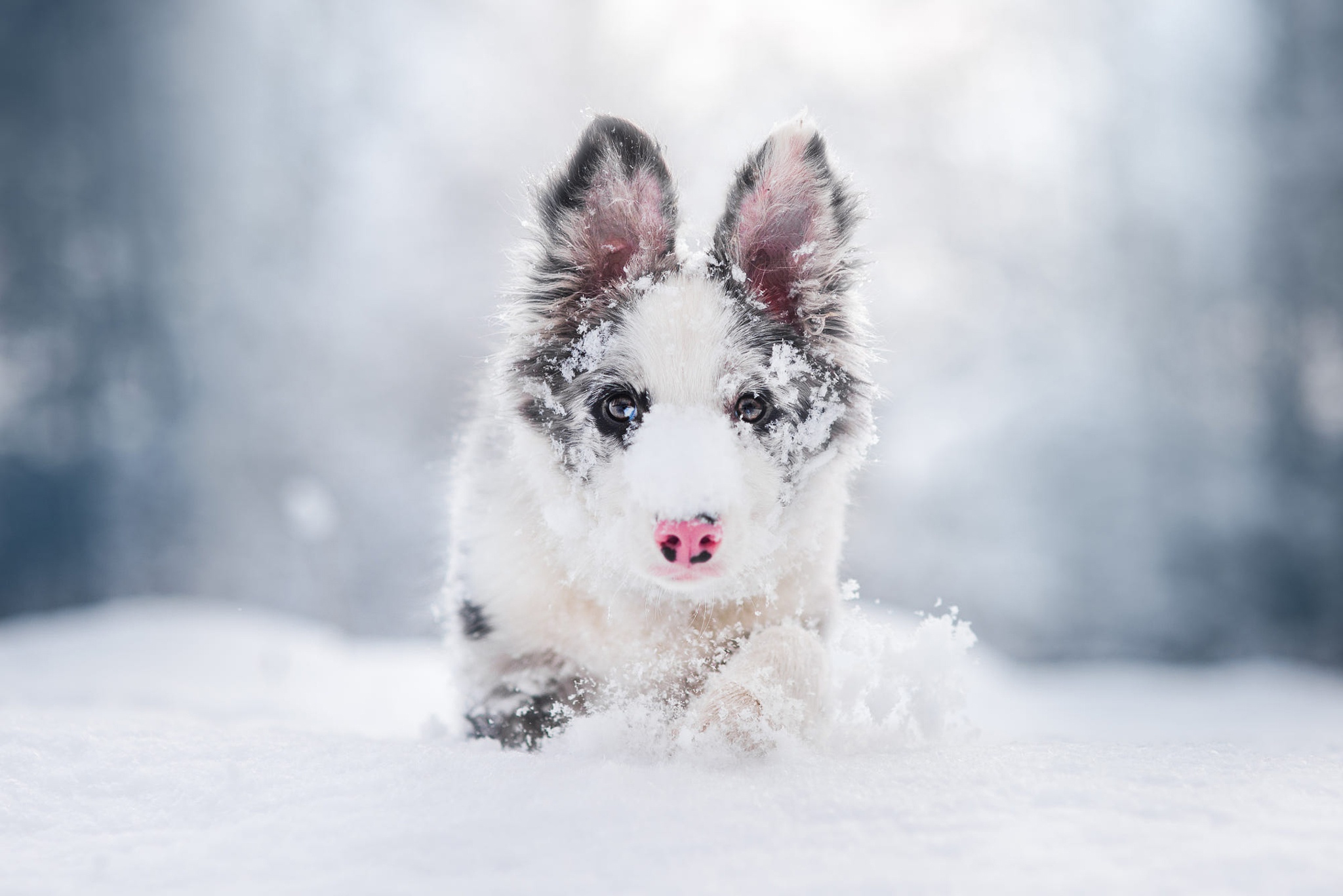 Laden Sie das Tiere, Hunde, Schnee, Hund, Welpen, Australischer Hirte, Tierbaby, Tiefenschärfe-Bild kostenlos auf Ihren PC-Desktop herunter