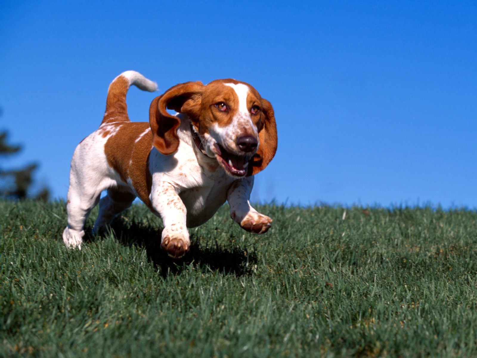 無料モバイル壁紙犬, 動物をダウンロードします。