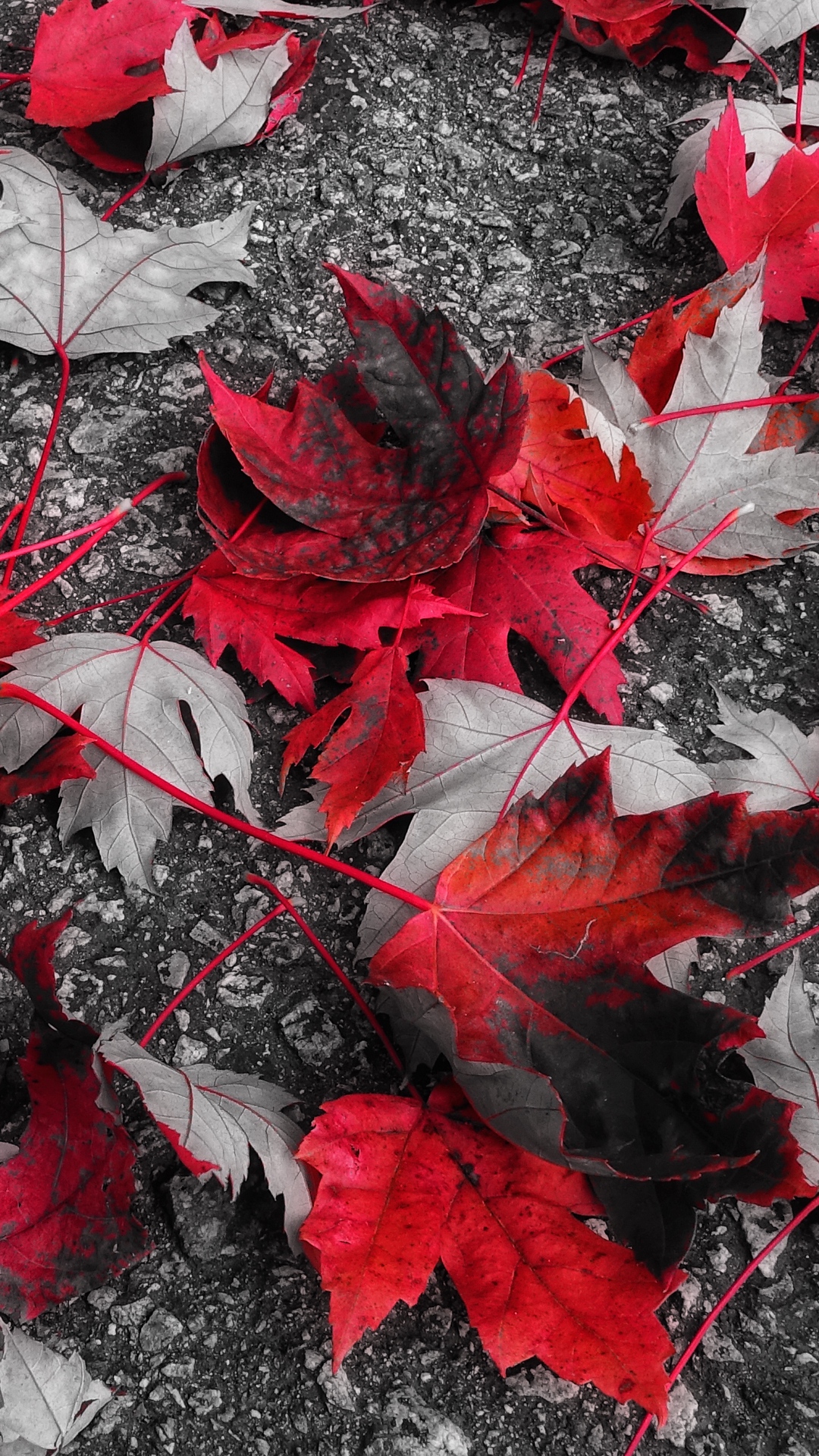 Download mobile wallpaper Leaf, Fall, Earth for free.