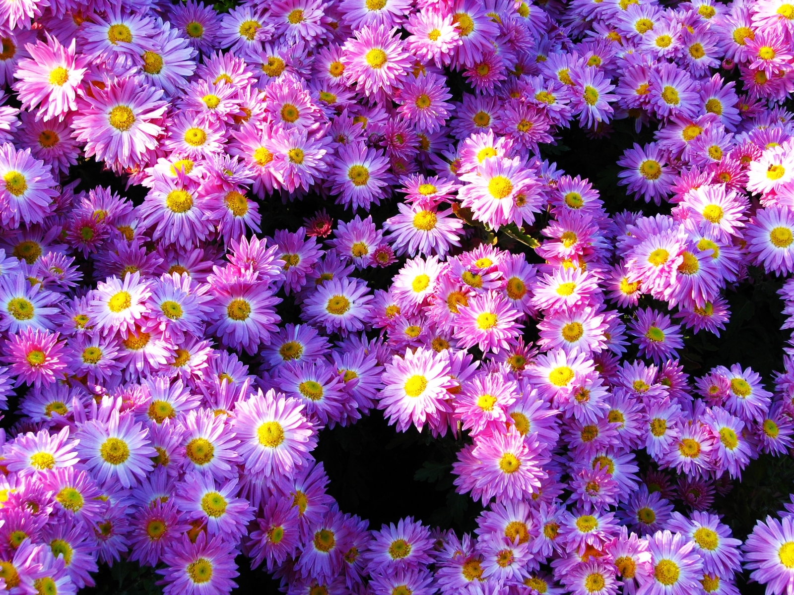 Descarga gratis la imagen Plantas, Flores, Fondo, Violeta en el escritorio de tu PC