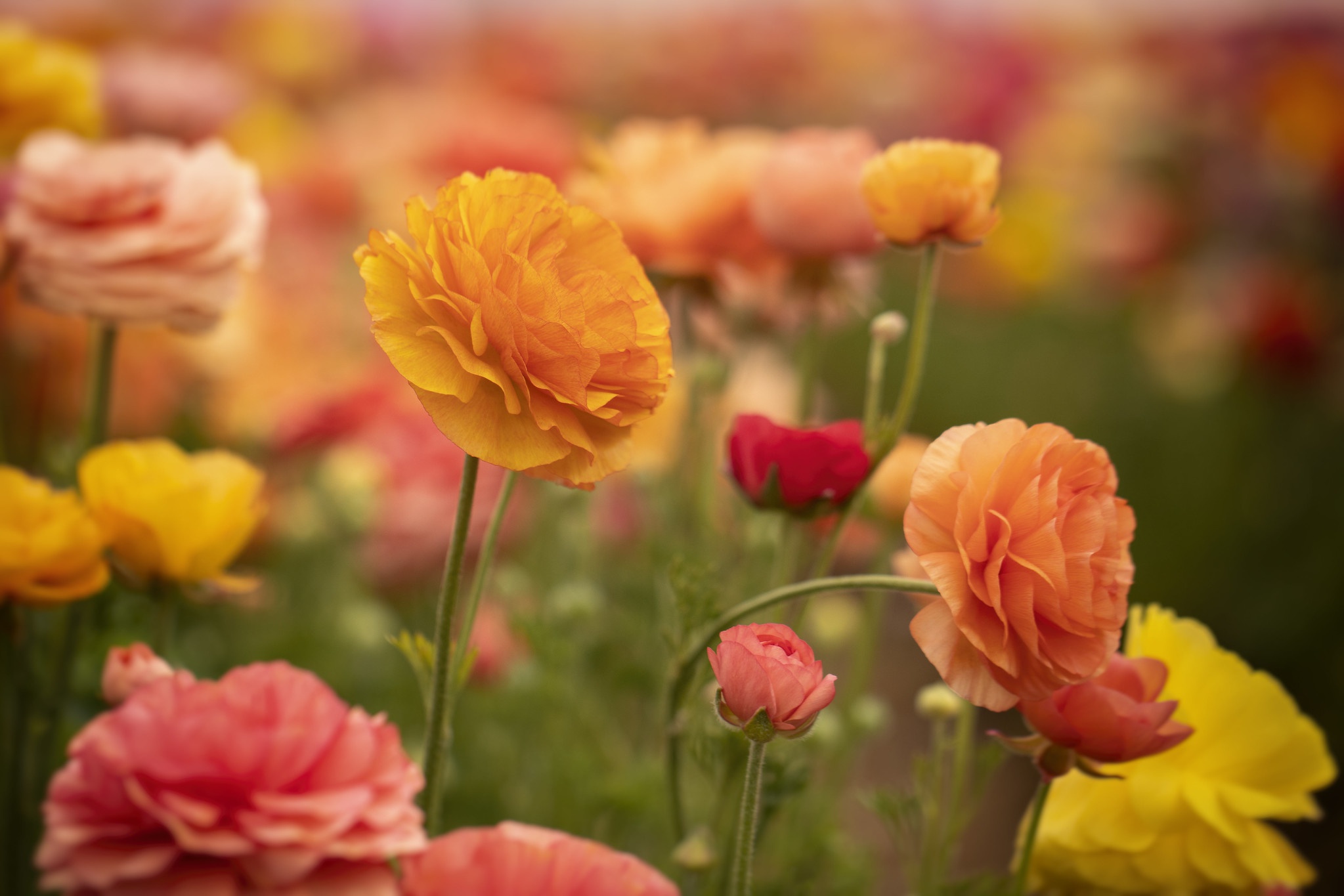 461406壁紙のダウンロード地球, バターカップ, 花, 自然, 黄色い花, フラワーズ-スクリーンセーバーと写真を無料で