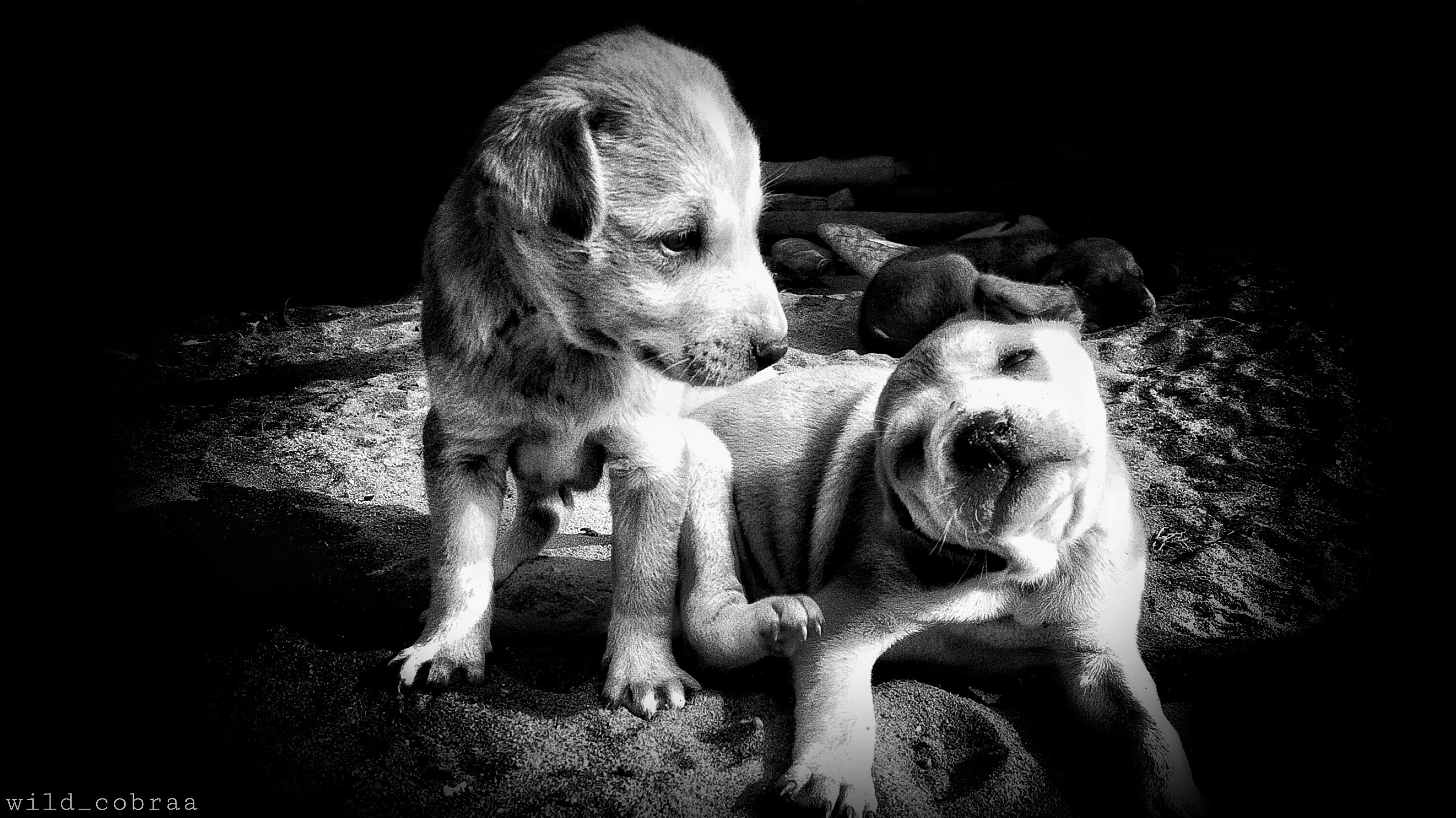 Free download wallpaper Dogs, Animal, Puppy, Cute, Black & White on your PC desktop