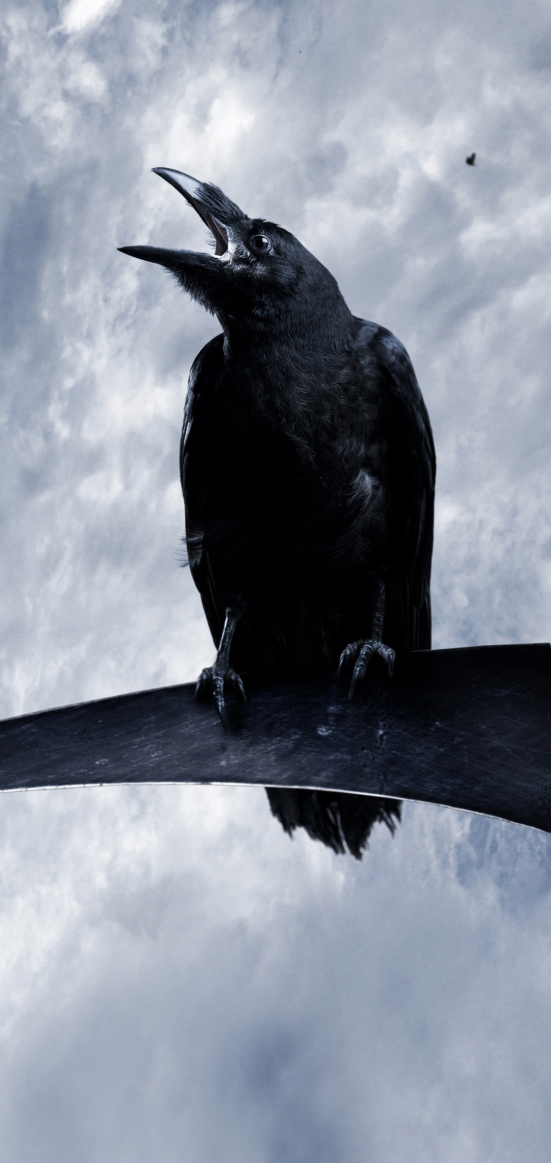 Download mobile wallpaper Birds, Bird, Animal, Raven, Crow for free.