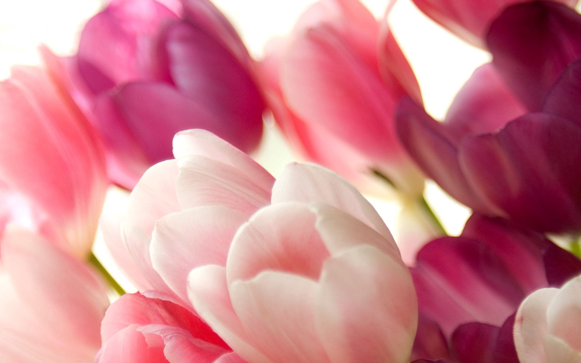 Téléchargez des papiers peints mobile Fermer, Bourgeons, Fleurs, Gros Plan, Tulipes gratuitement.