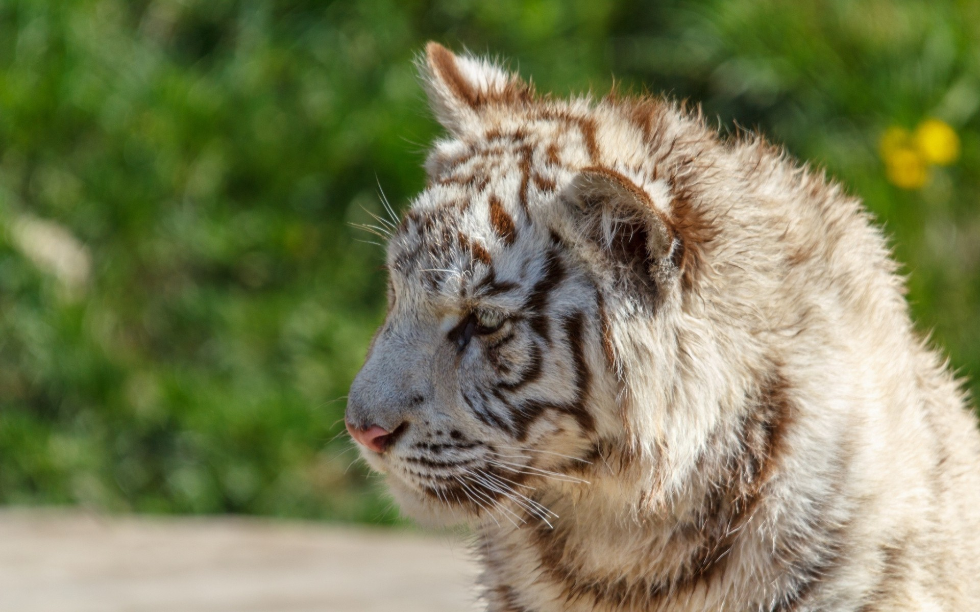 Baixar papel de parede para celular de Tigre Branco, Gatos, Animais gratuito.