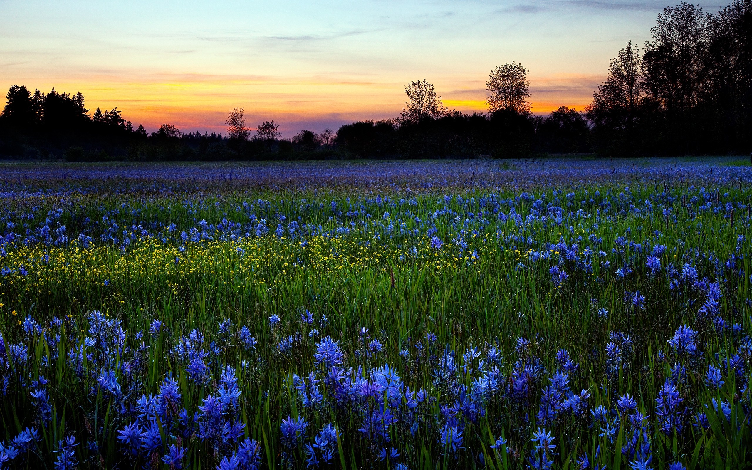 Free download wallpaper Landscape, Sunset, Grass, Flower, Earth, Field, Spring, Blue Flower on your PC desktop
