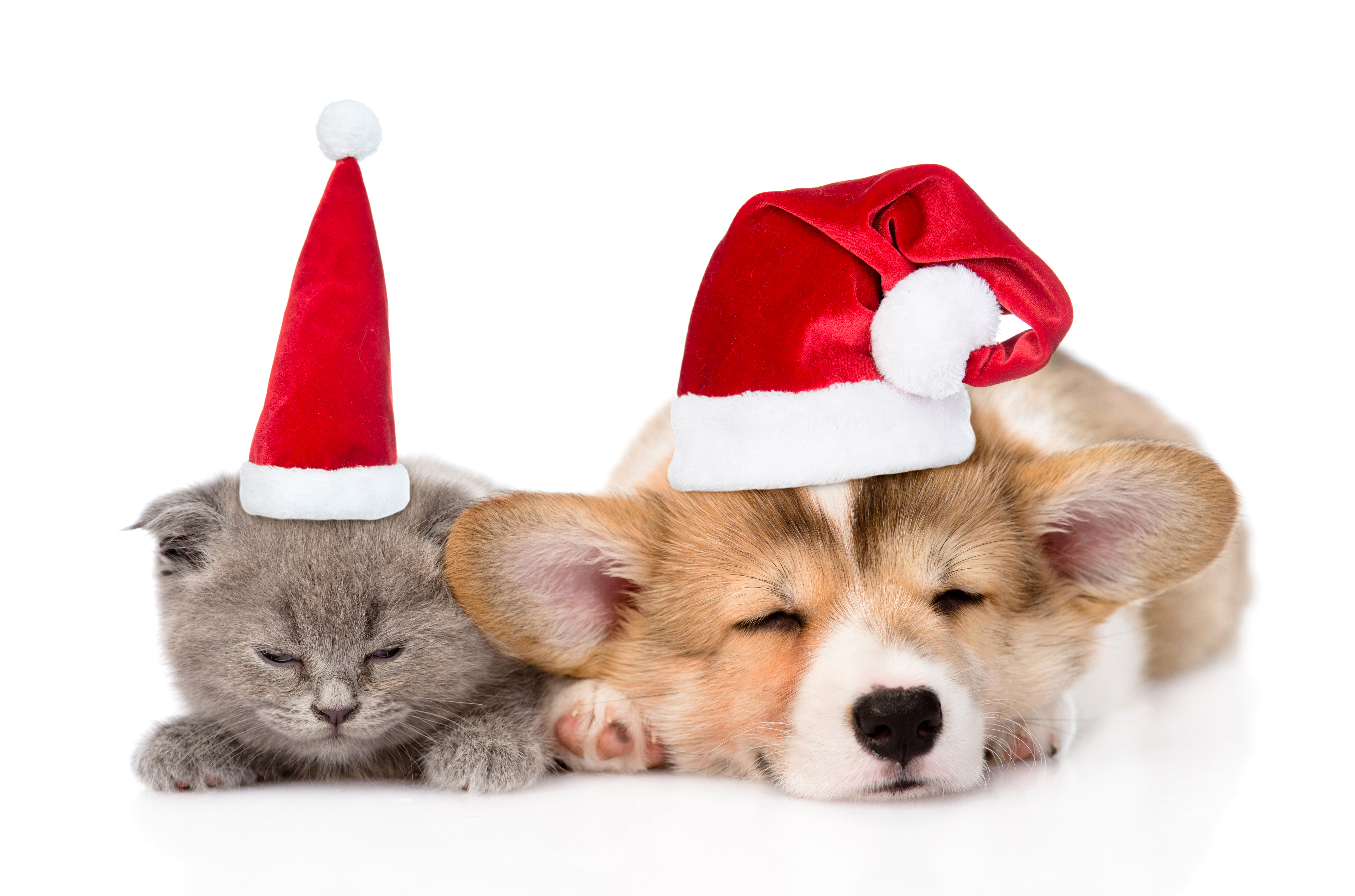 Laden Sie das Tiere, Katze, Hund, Schlafen, Corgi, Weihnachtsmütze, Katz & Hund-Bild kostenlos auf Ihren PC-Desktop herunter