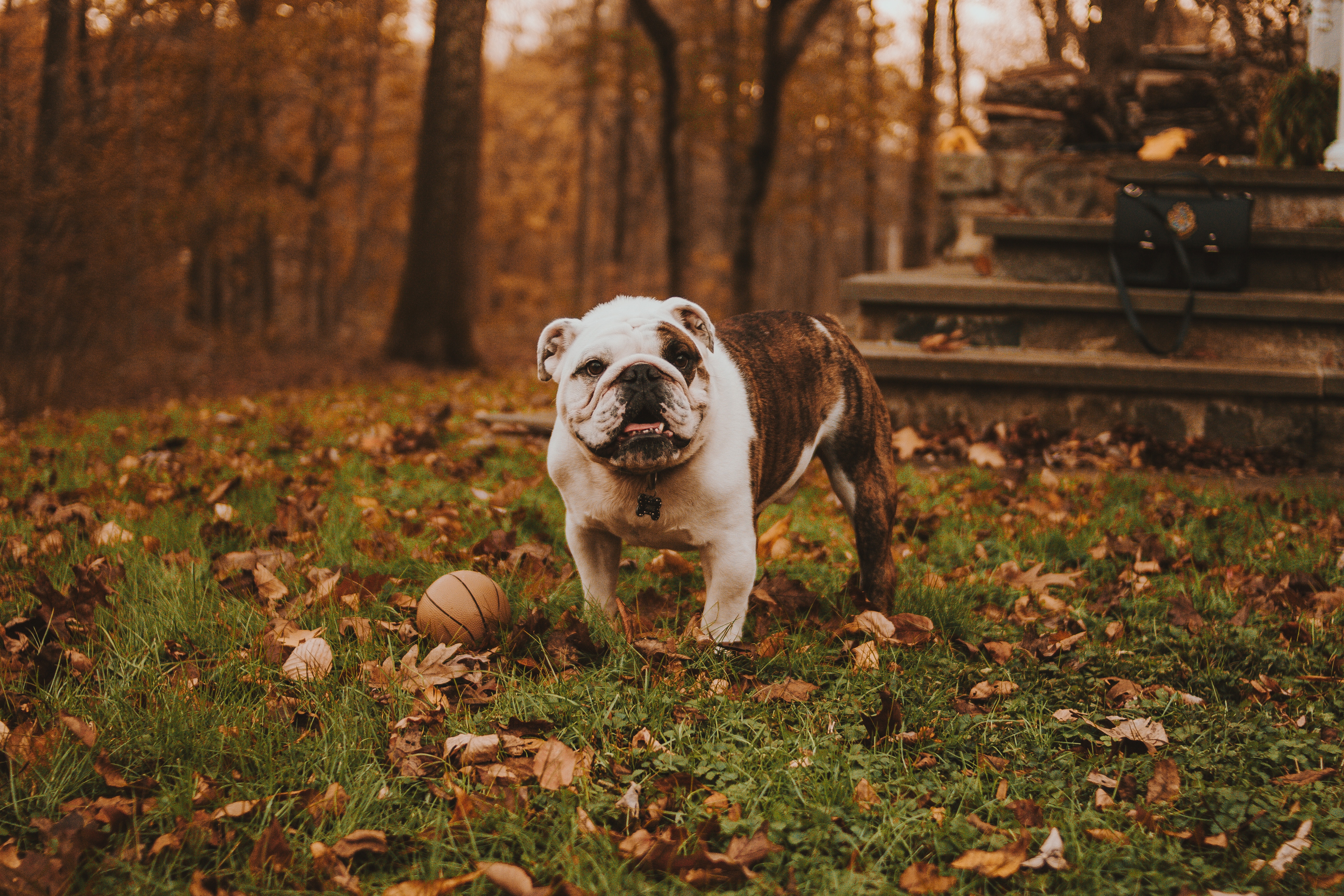 Handy-Wallpaper Bulldogge, Bulldog, Grass, Schnauze, Tiere, Ball, Herbst kostenlos herunterladen.