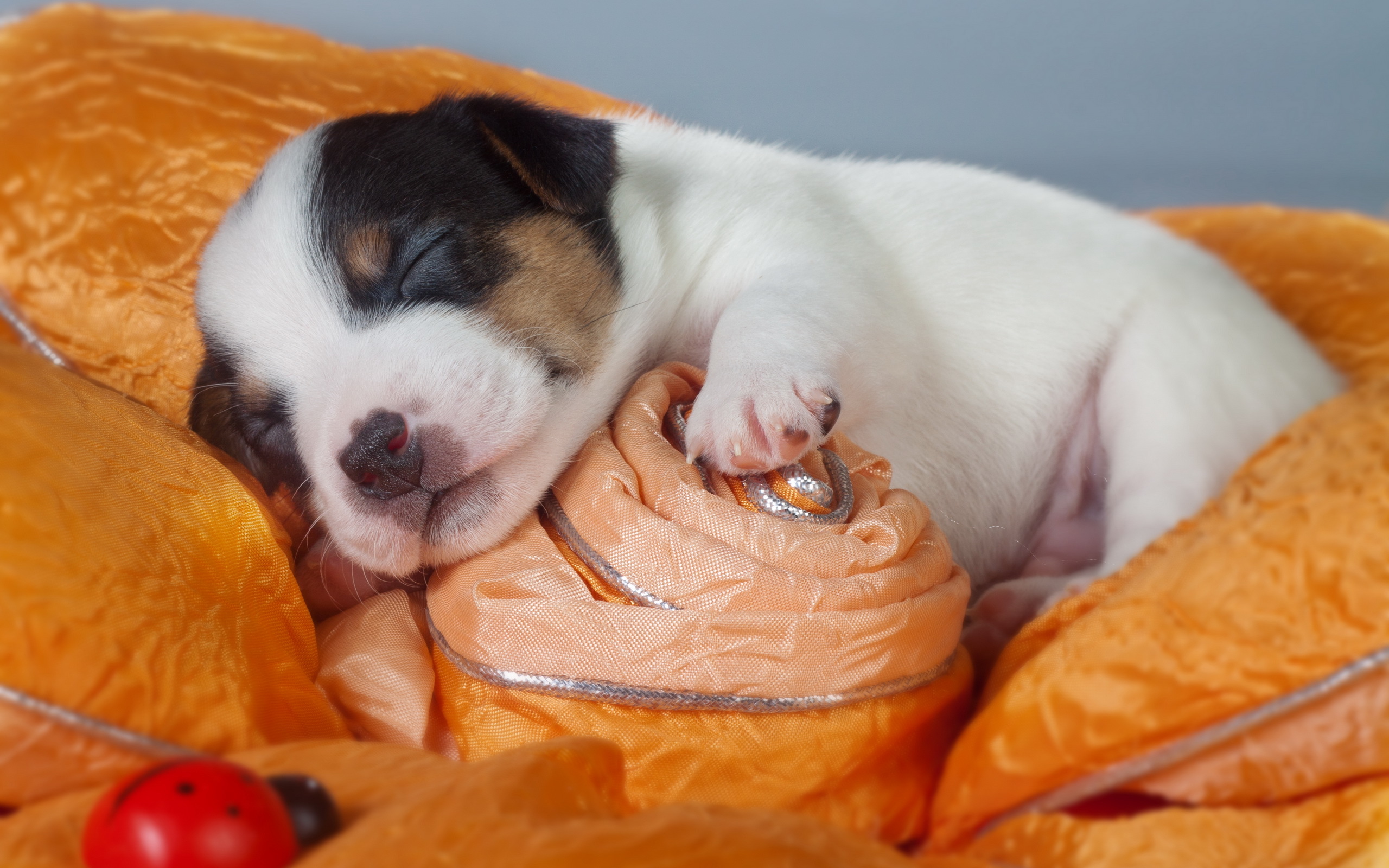 Téléchargez des papiers peints mobile Chiot, Chiens, Chien, Animaux gratuitement.