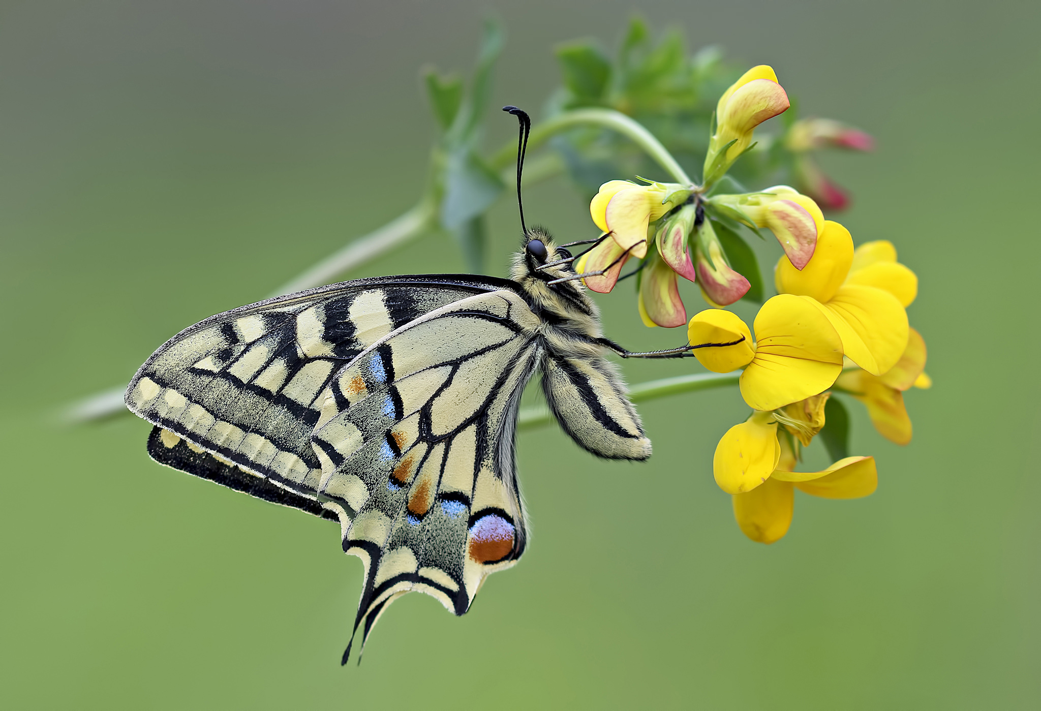 Download mobile wallpaper Flower, Close Up, Insect, Butterfly, Animal, Yellow Flower for free.