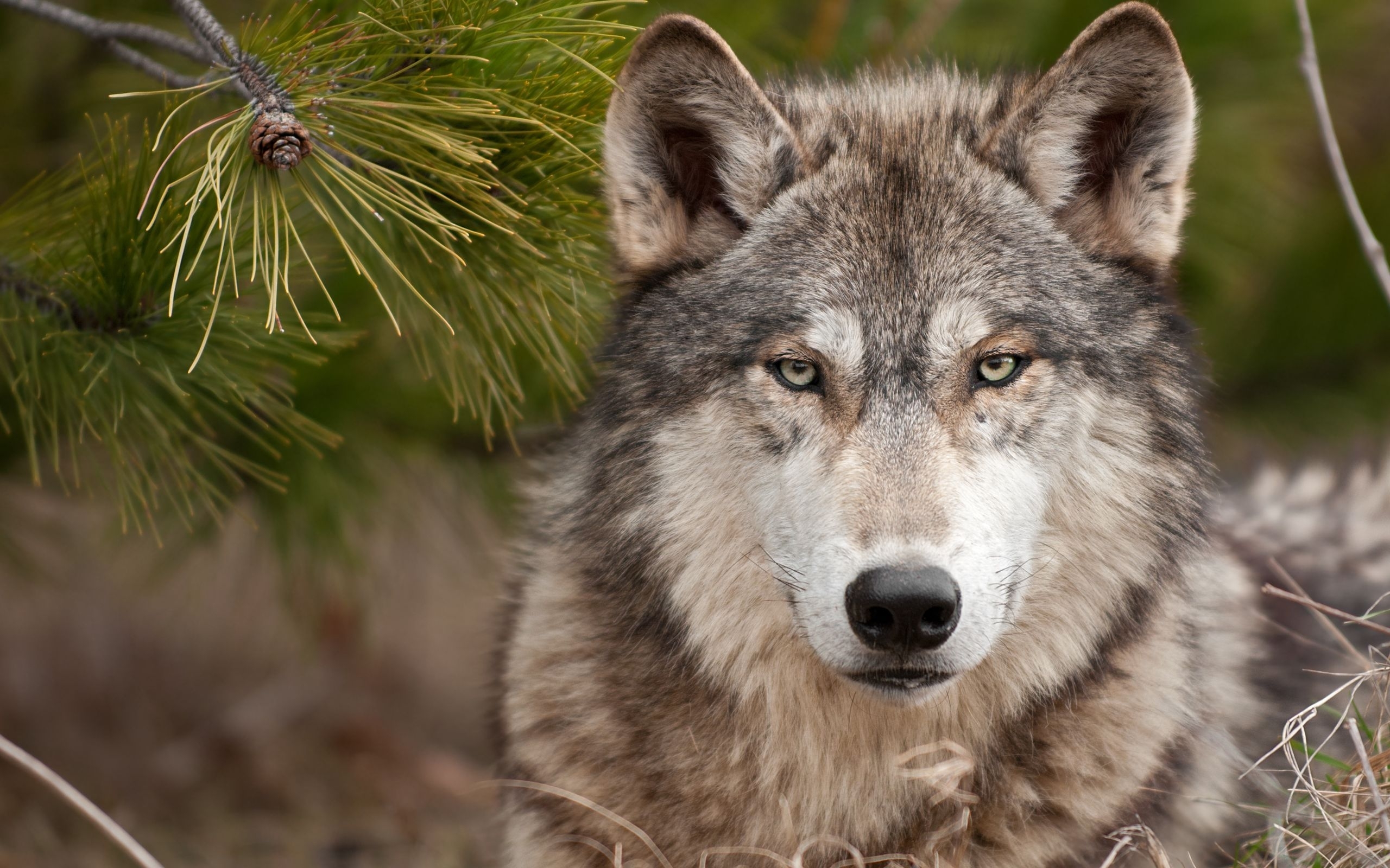 wolfs, animals, orange Smartphone Background