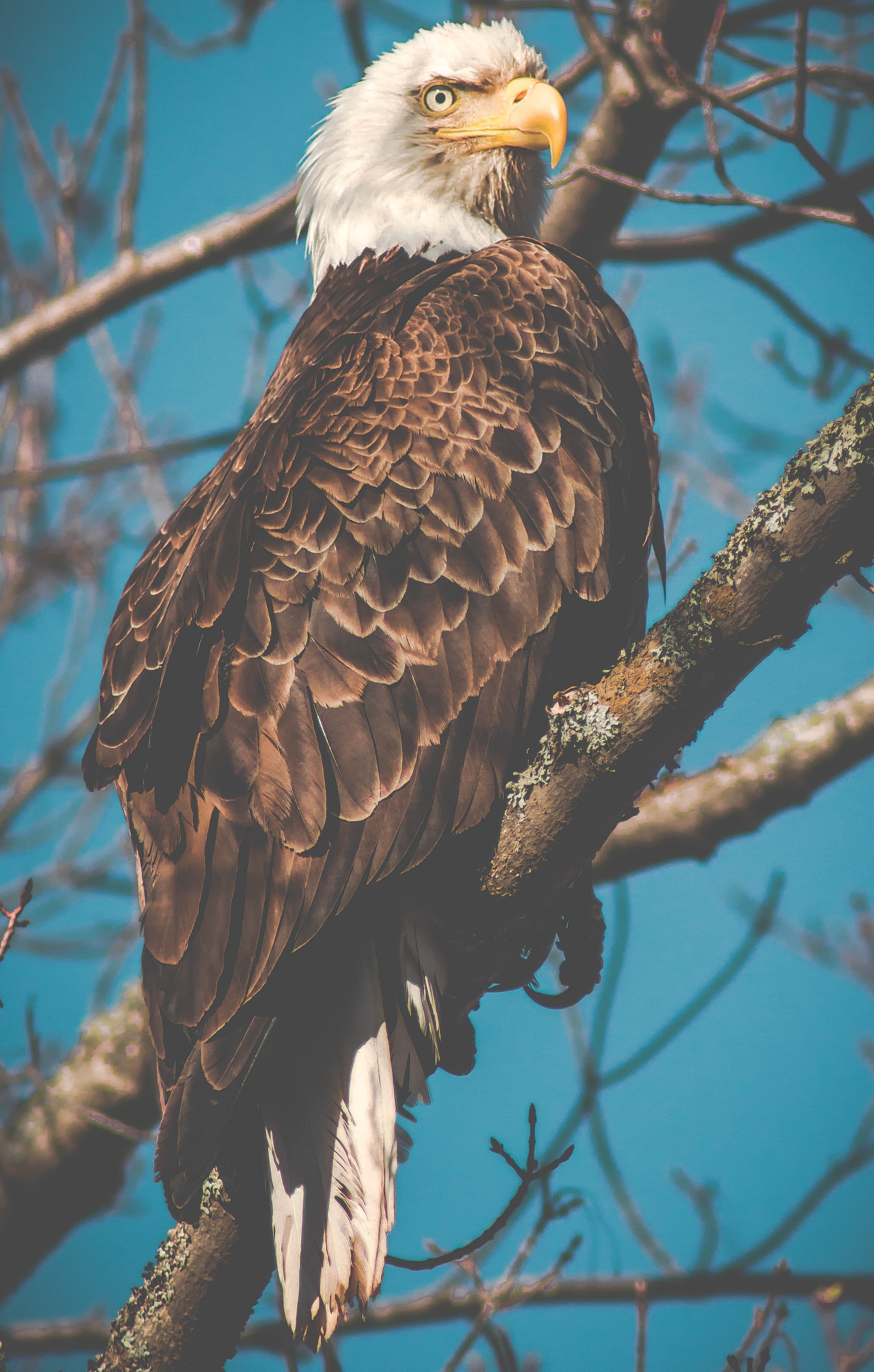 Download background beak, animals, bird, branch, predator, eagle