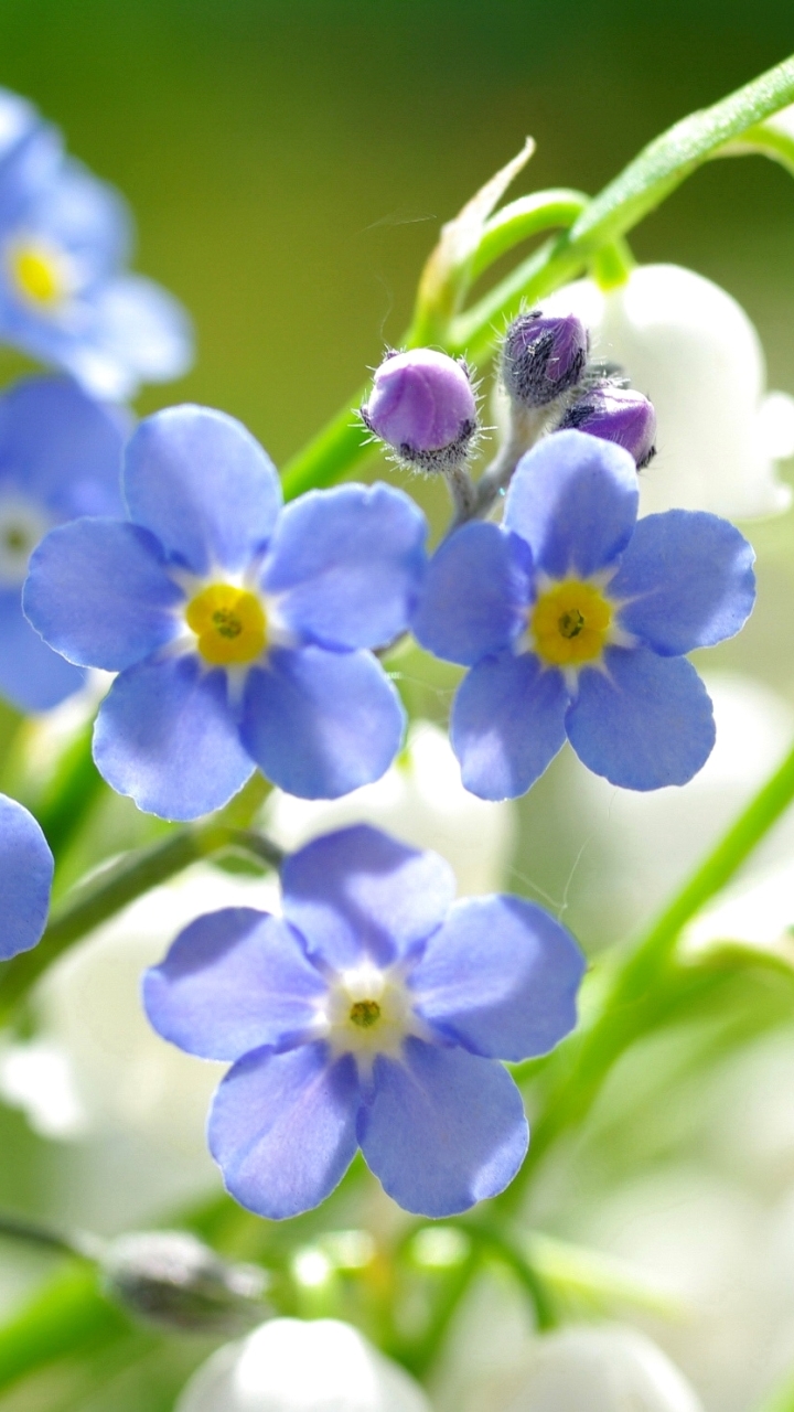 Baixar papel de parede para celular de Natureza, Flores, Flor, Flor Branca, Terra/natureza, Não Me Esqueças, Flor Azul gratuito.