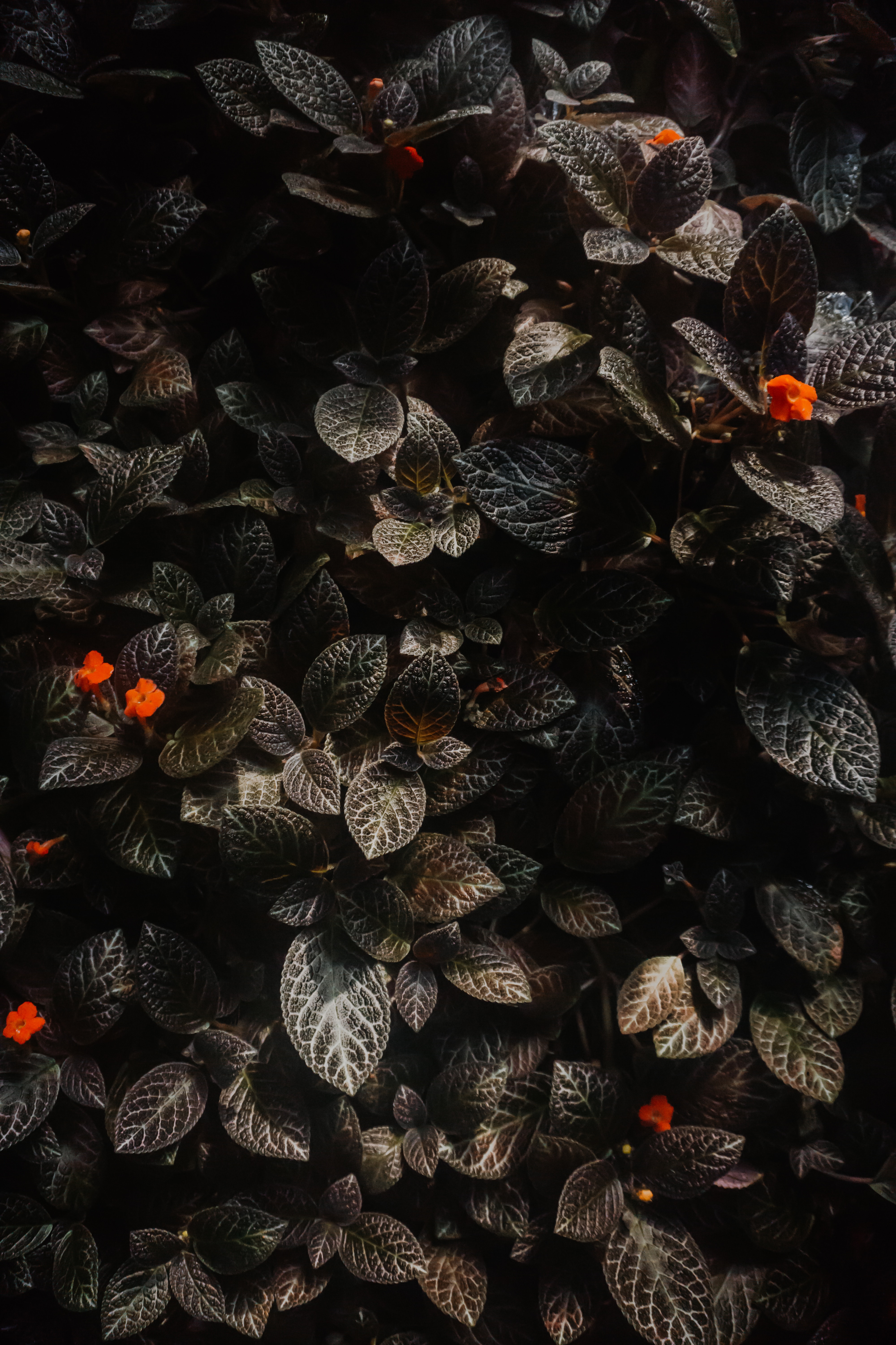 Free download wallpaper Flowers, Macro, Leaves, Plants on your PC desktop