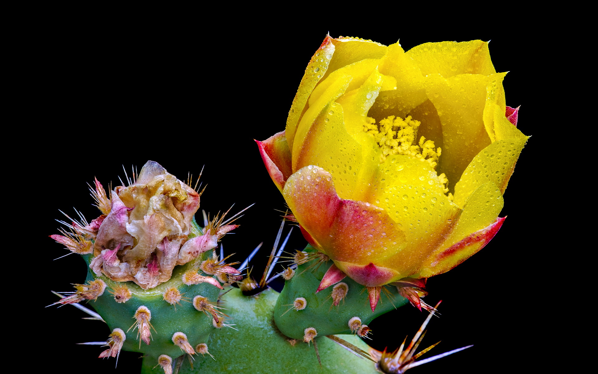 Descarga gratuita de fondo de pantalla para móvil de Cactus, Tierra/naturaleza, Flor De Cactus.