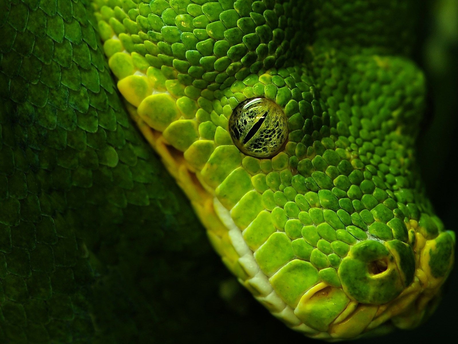 animals, snakes, green