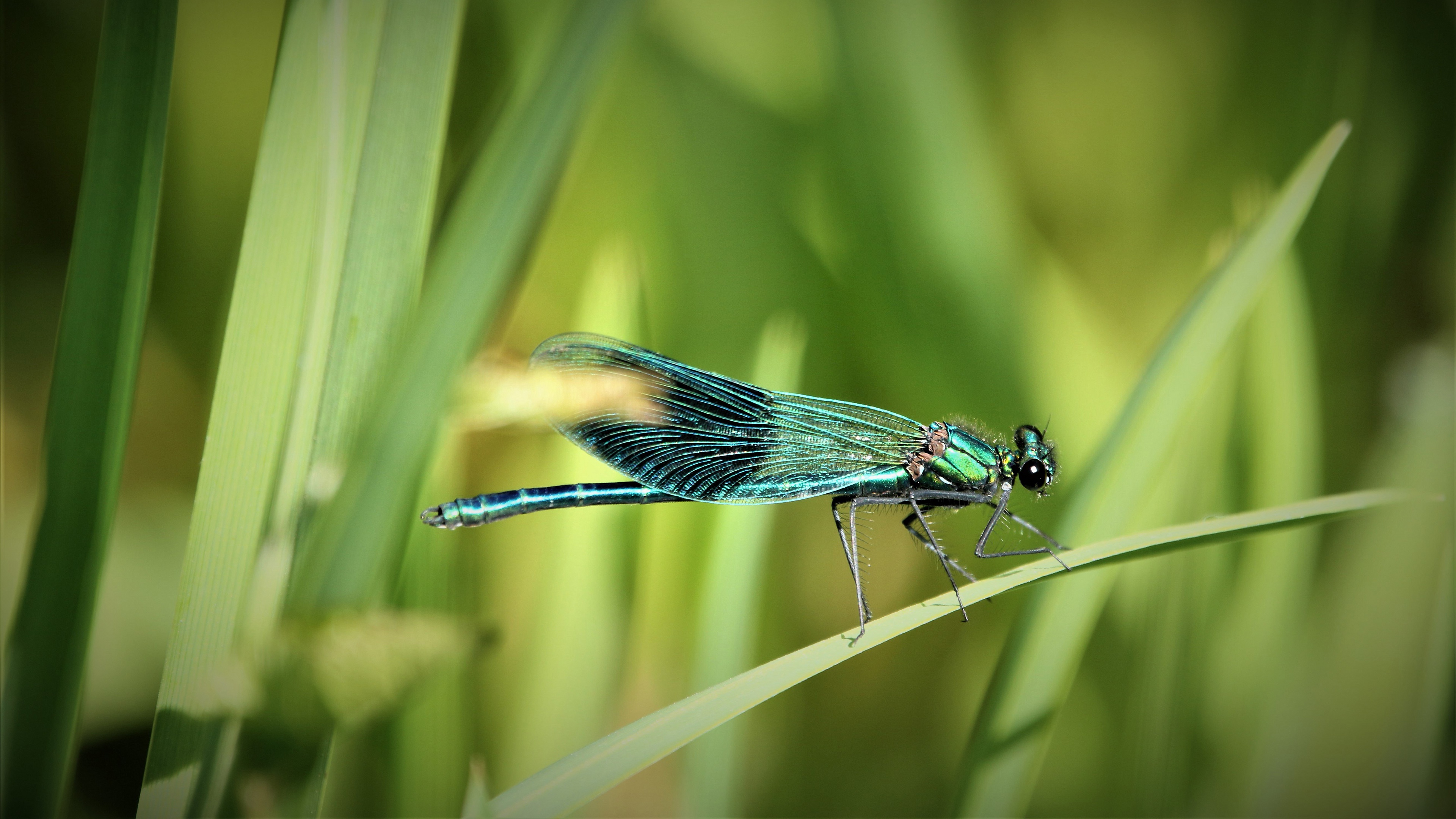 Free download wallpaper Insects, Macro, Animal, Dragonfly on your PC desktop