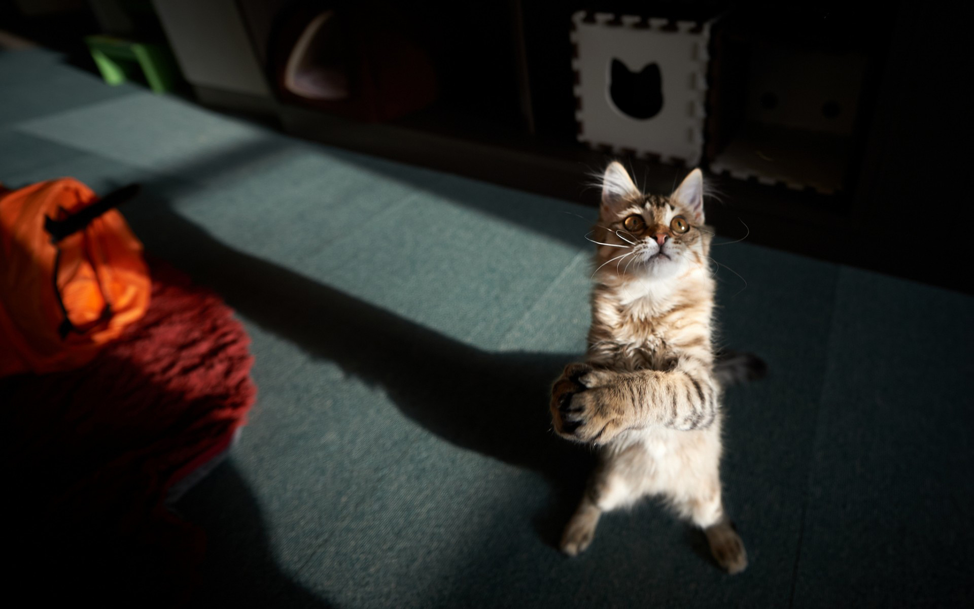 Baixe gratuitamente a imagem Animais, Gatos, Gato na área de trabalho do seu PC