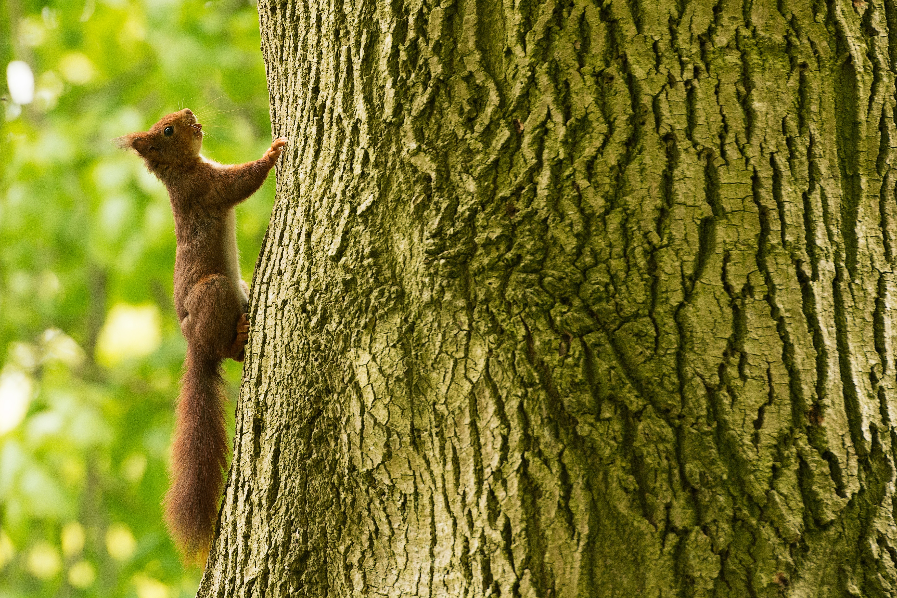 Free download wallpaper Animals, Wood, Tree, Climbing, Climbs, Squirrel on your PC desktop