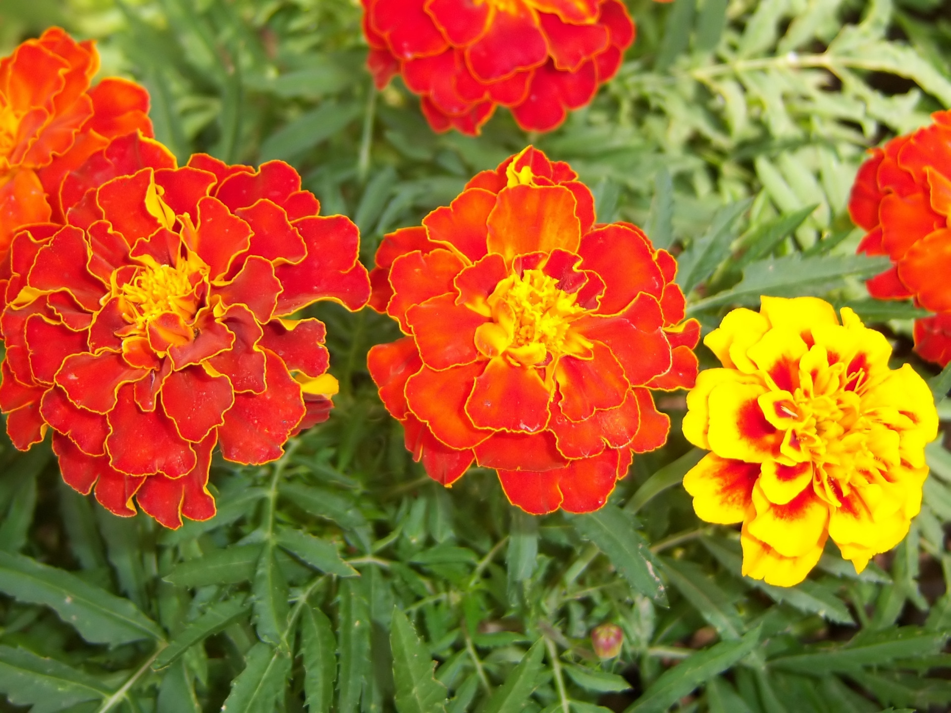 Download mobile wallpaper Flowers, Earth, Marigold for free.