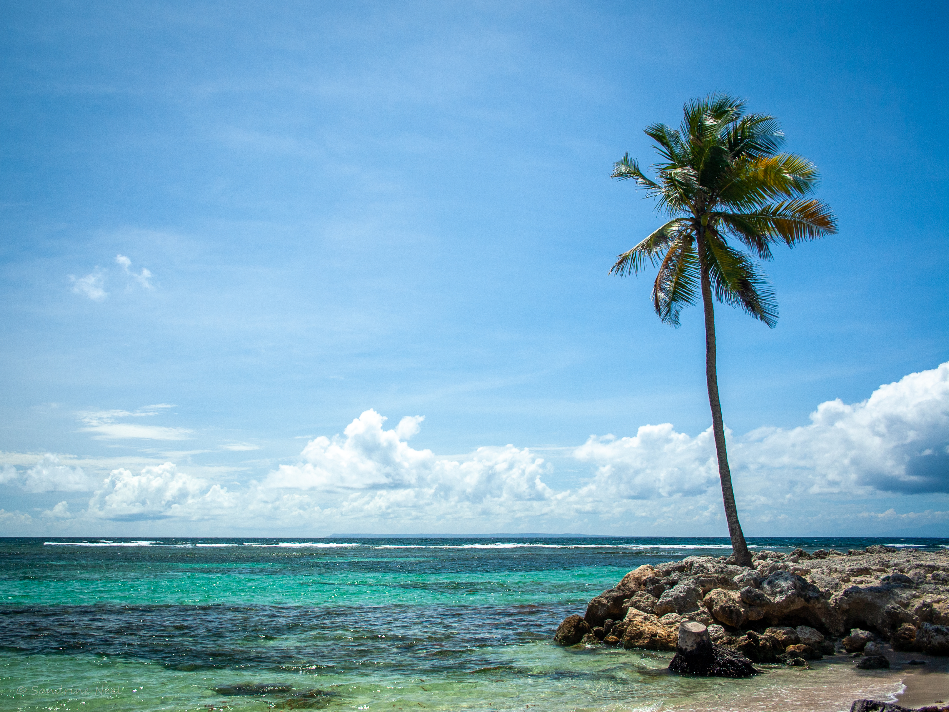 palm, nature, sea, summer, tropics, island 2160p