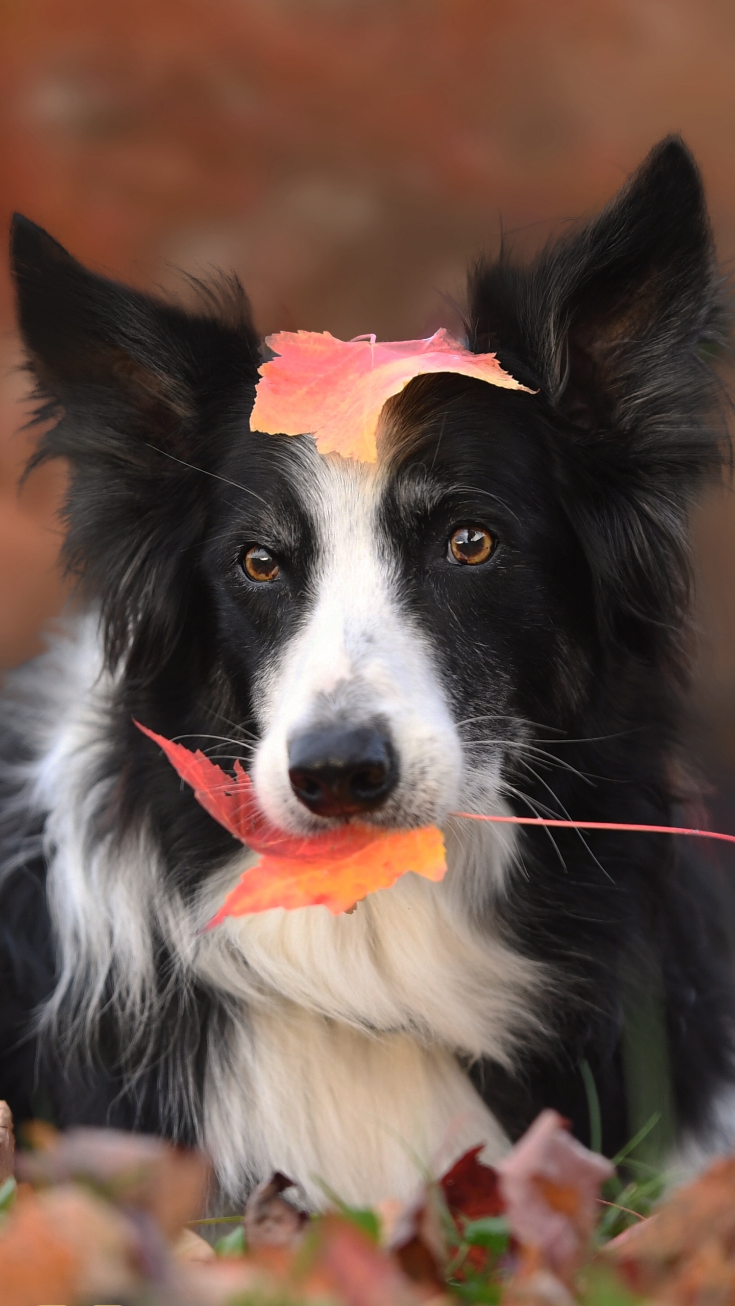 Download mobile wallpaper Dogs, Dog, Leaf, Fall, Animal, Border Collie for free.