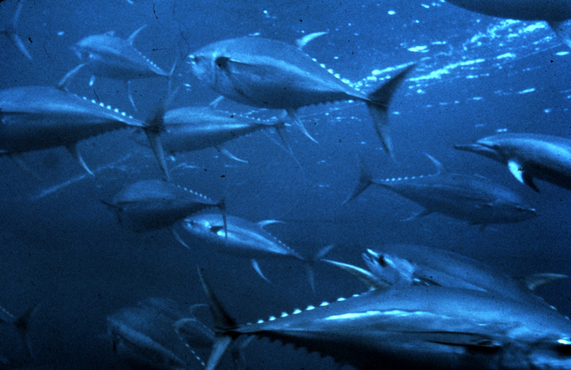 619586 descargar imagen animales, atún, pez: fondos de pantalla y protectores de pantalla gratis