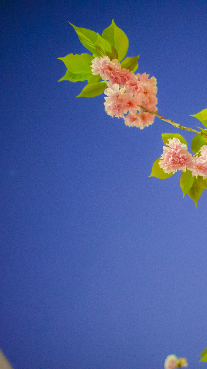 Handy-Wallpaper Blumen, Blüte, Erde/natur kostenlos herunterladen.