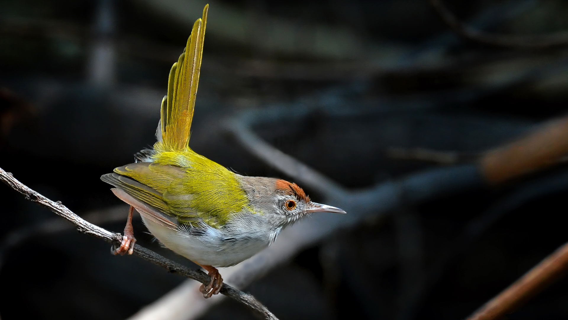 Завантажити шпалери Tailorbird на телефон безкоштовно