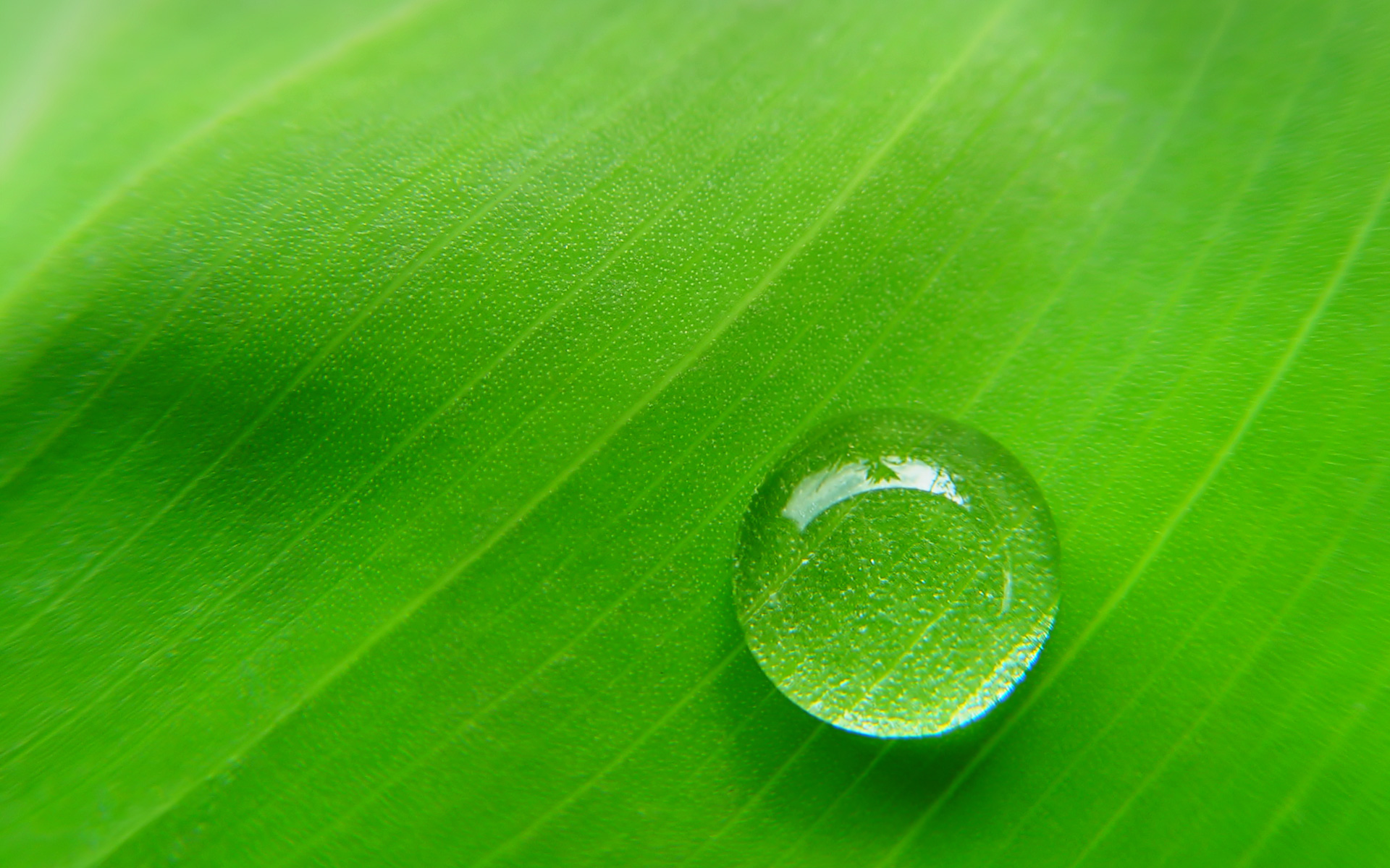 Baixar papel de parede para celular de Terra/natureza, Gota De Água gratuito.