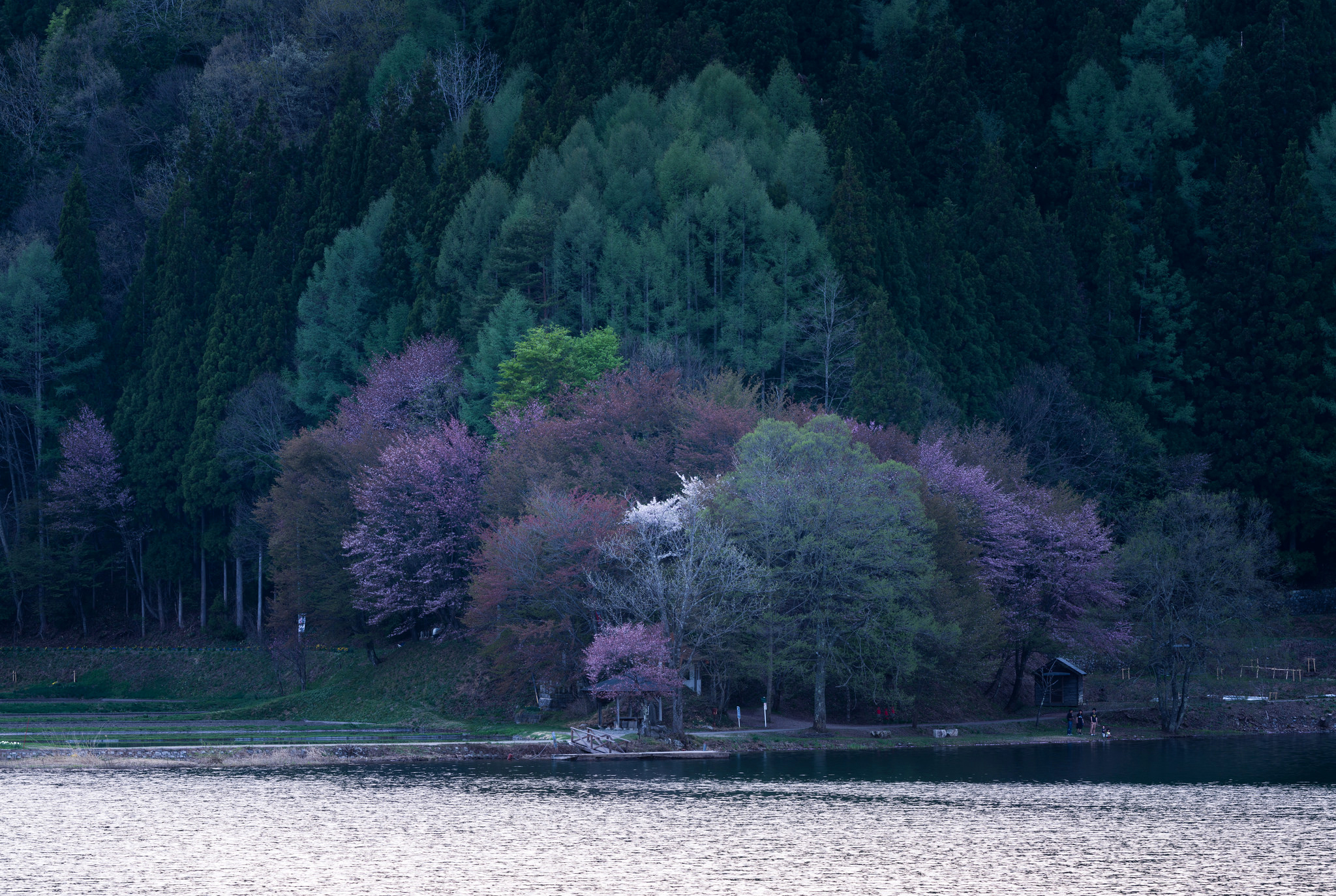Free download wallpaper Trees, Lake, Nature, Flowering, Bloom on your PC desktop