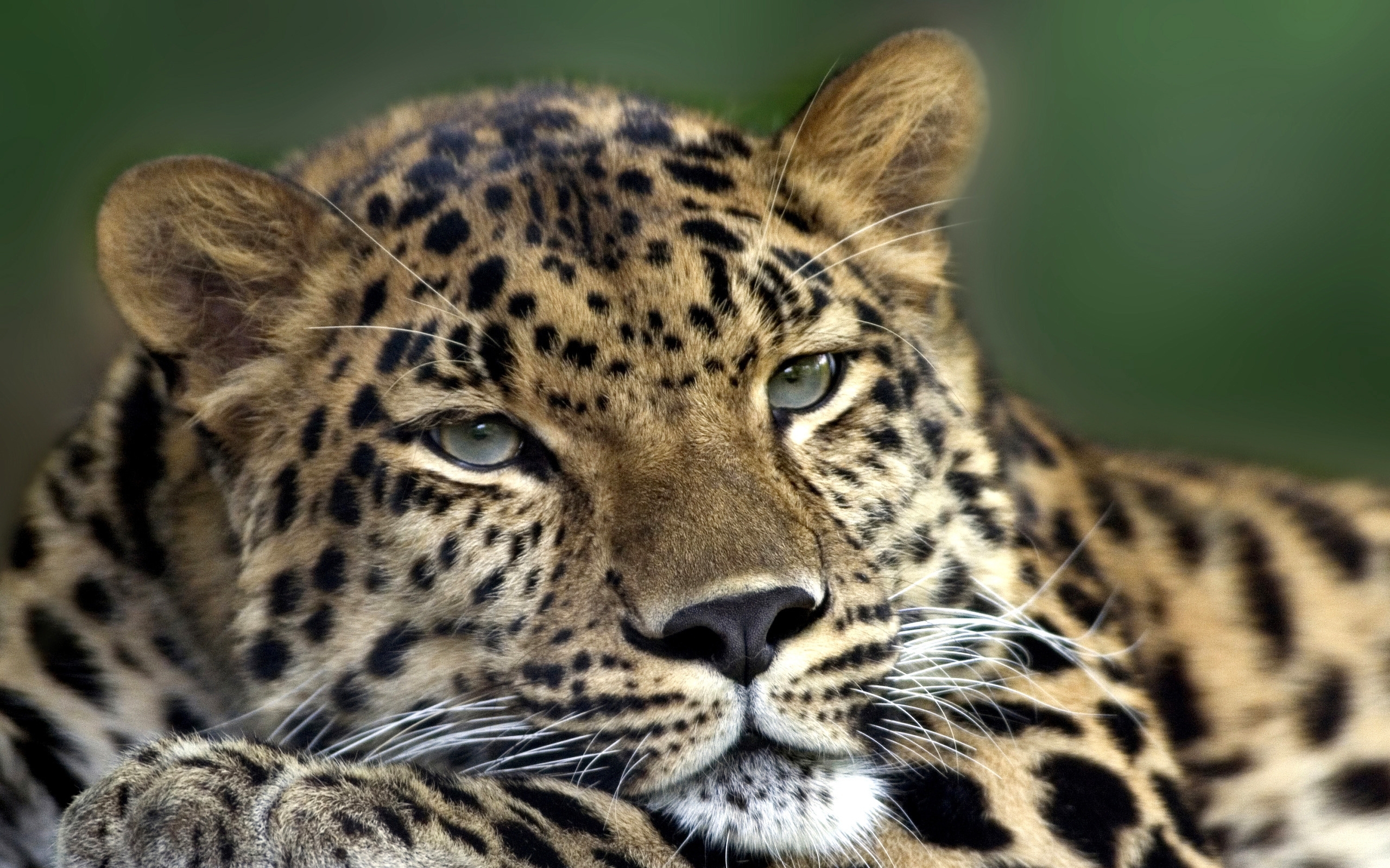 31973 descargar imagen animales, leopardos: fondos de pantalla y protectores de pantalla gratis