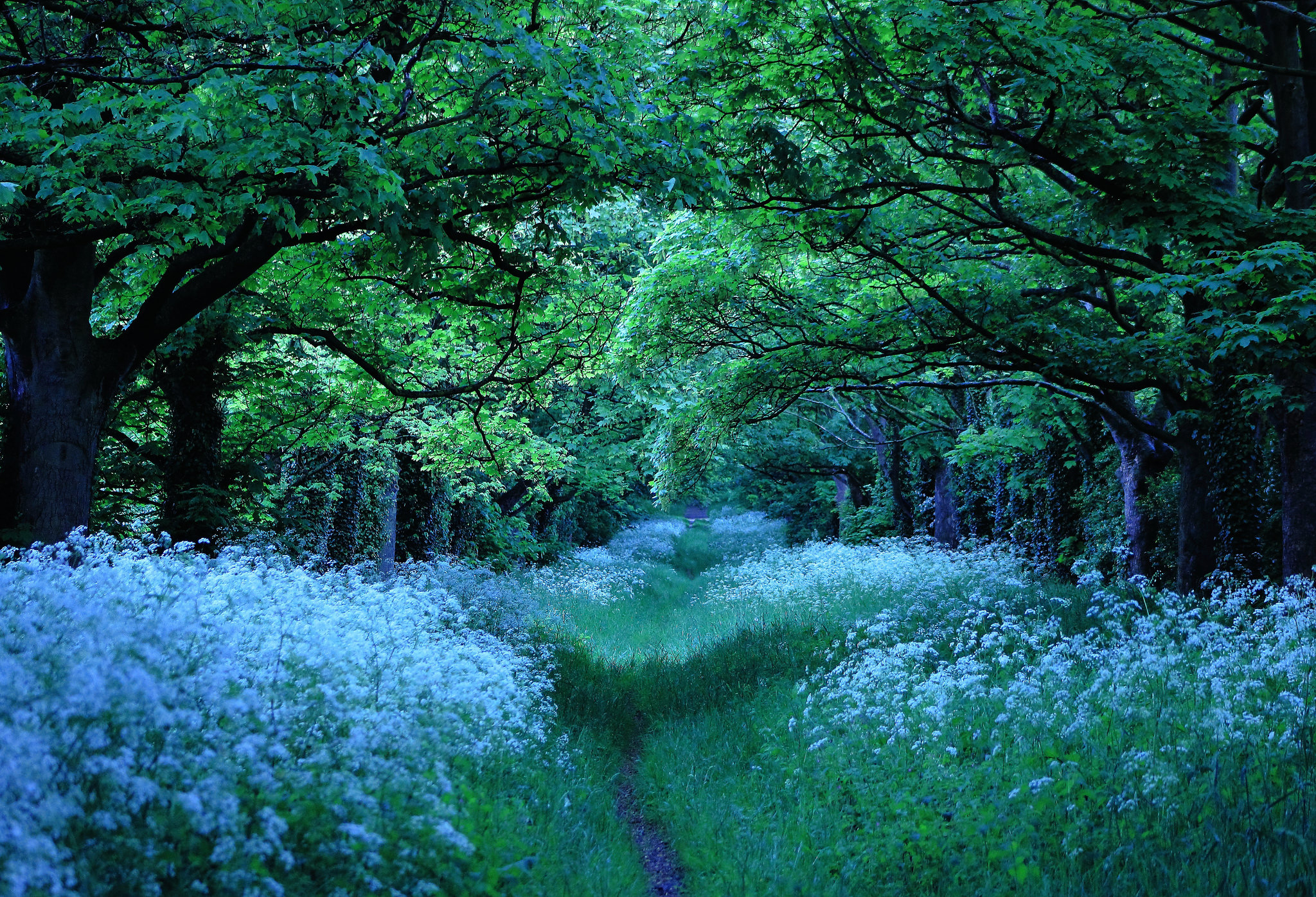 Descarga gratis la imagen Flor, Bosque, Árbol, Tierra/naturaleza en el escritorio de tu PC