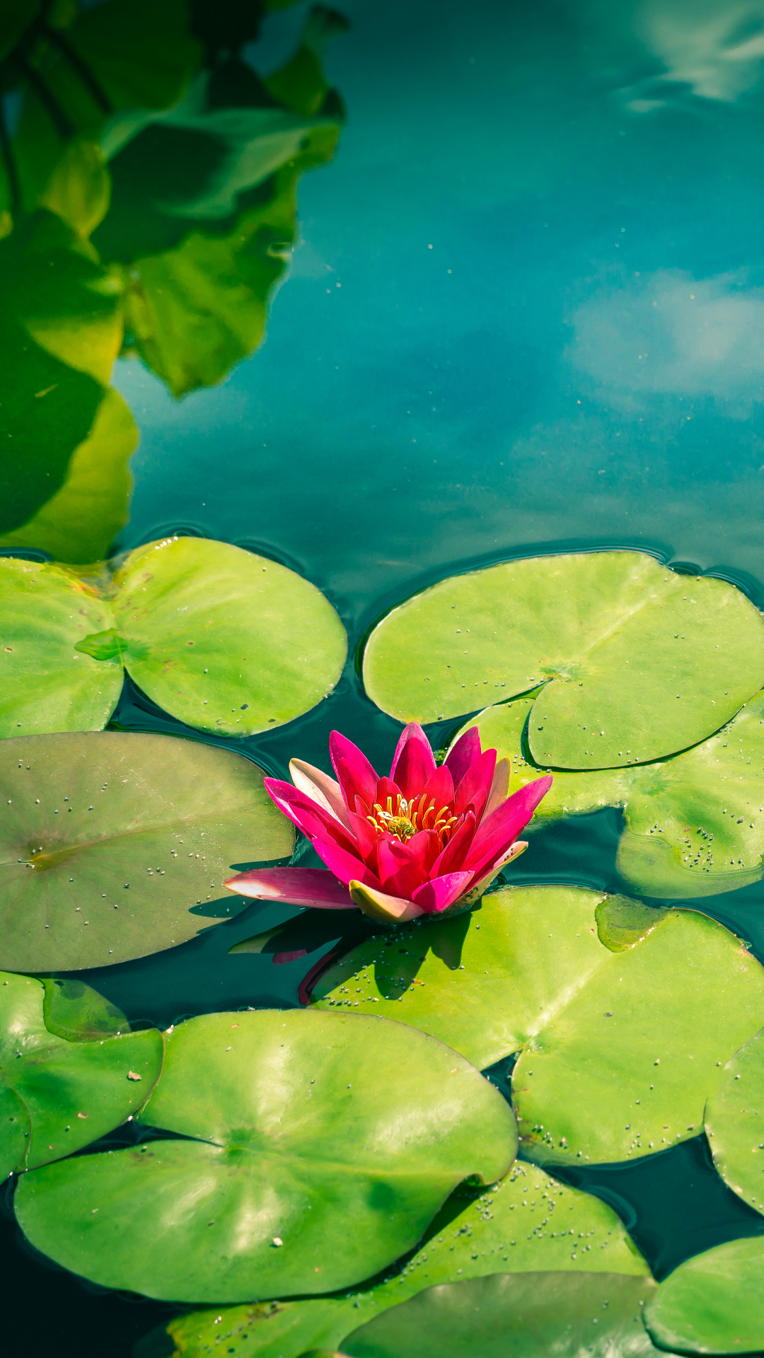 Download mobile wallpaper Flowers, Flower, Earth, Pond, Water Lily, Pink Flower, Lily Pad for free.
