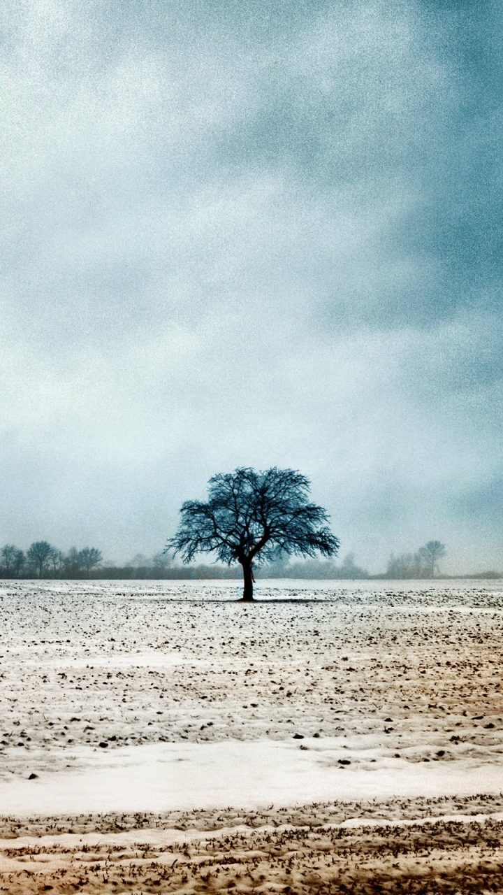 Download mobile wallpaper Winter, Nature, Trees, Tree, Earth for free.