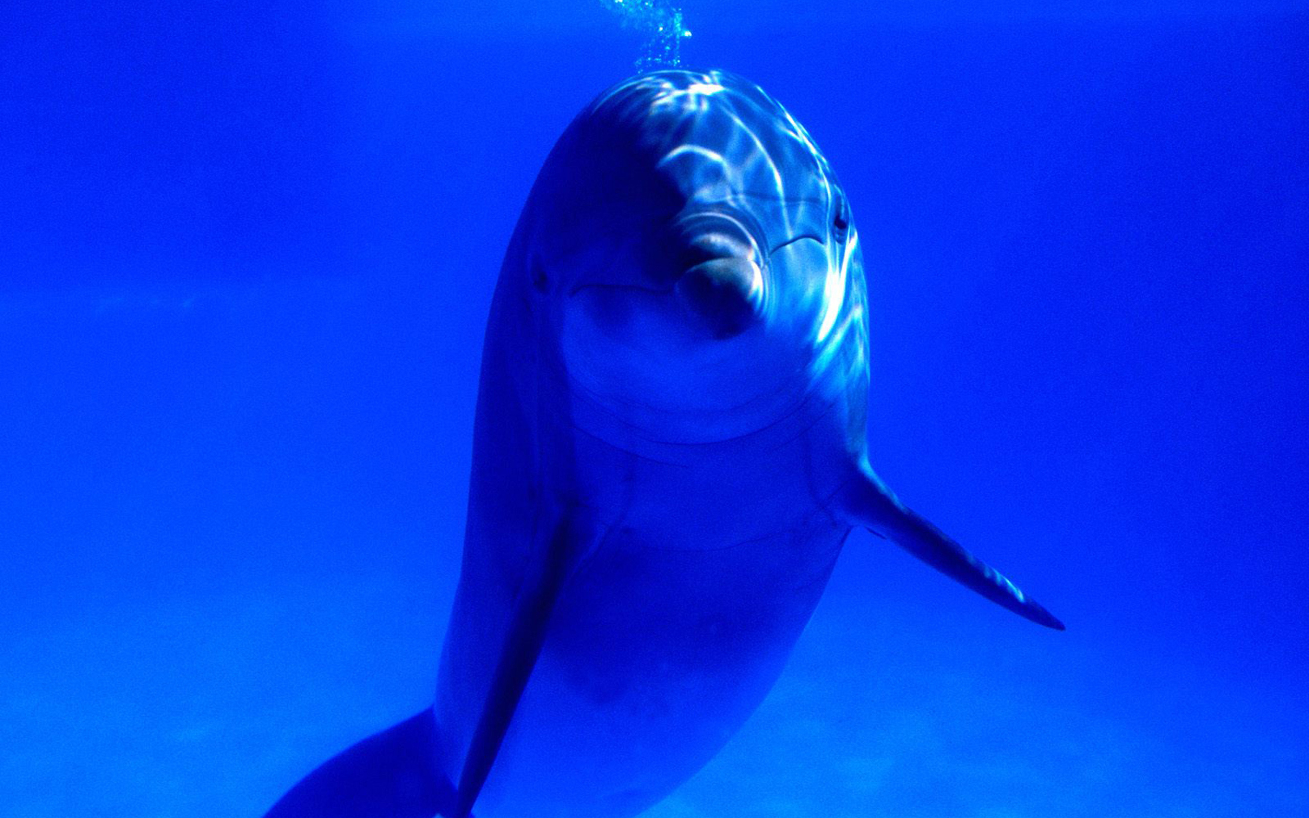228698 Bildschirmschoner und Hintergrundbilder Delfin auf Ihrem Telefon. Laden Sie  Bilder kostenlos herunter