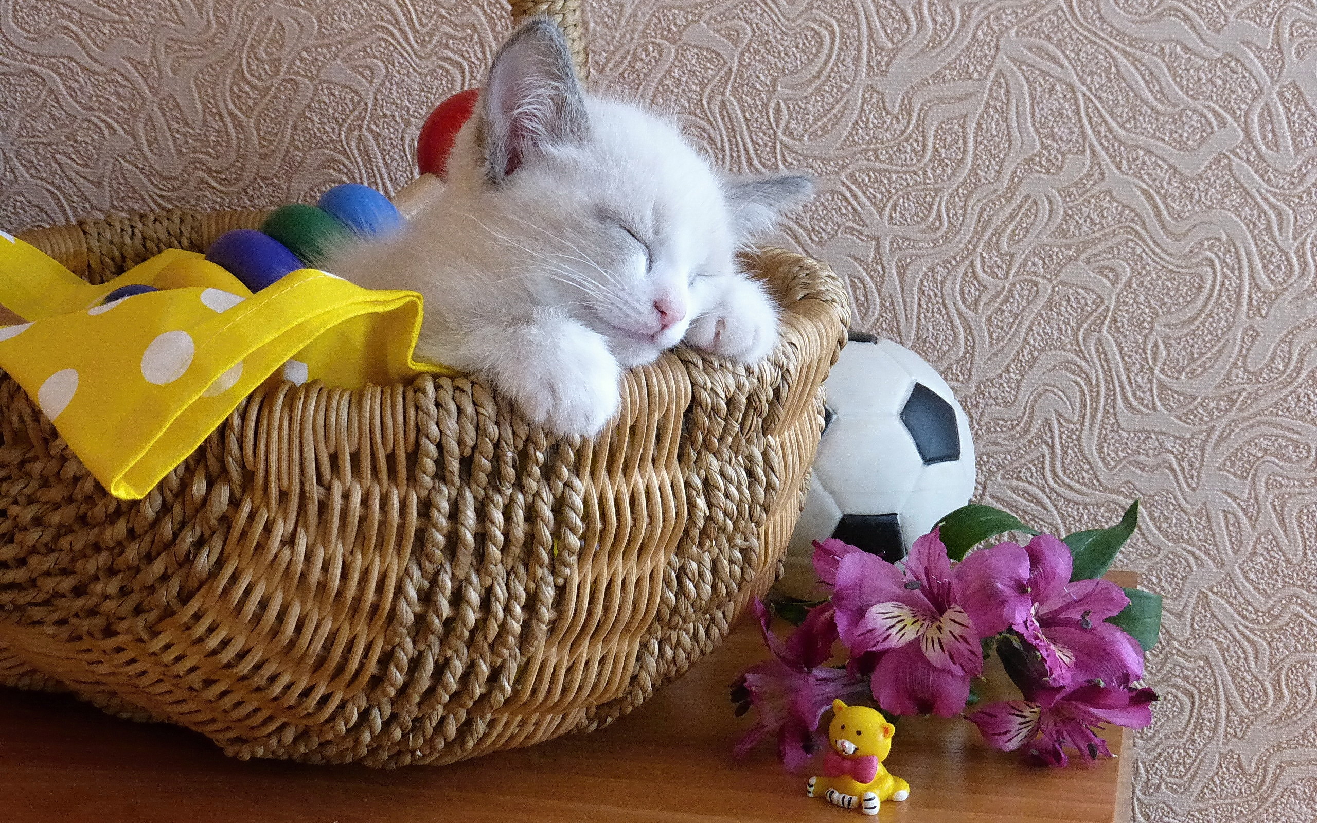 Download mobile wallpaper Cats, Cat, Kitten, Animal, Basket, Sleeping for free.