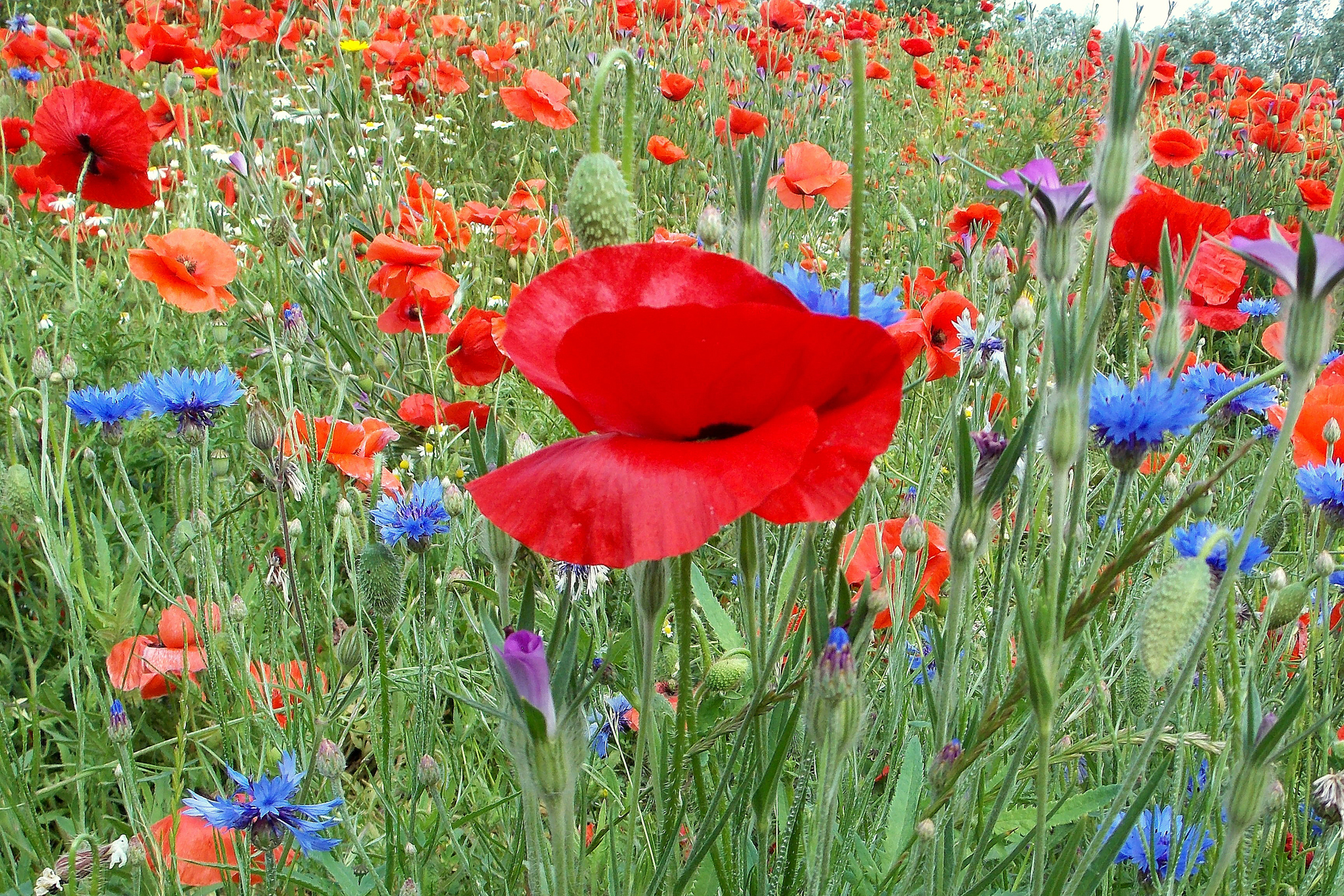 Laden Sie das Natur, Blumen, Mohn, Sommer, Blume, Wiese, Rote Blume, Erde/natur, Blaue Blume-Bild kostenlos auf Ihren PC-Desktop herunter