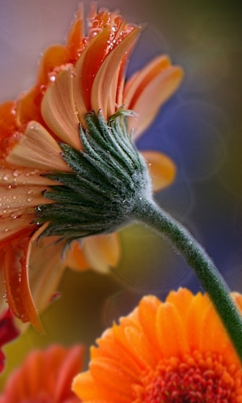 Handy-Wallpaper Blumen, Gerbera, Gänseblümchen, Rote Blume, Erde/natur, Orangene Blume kostenlos herunterladen.