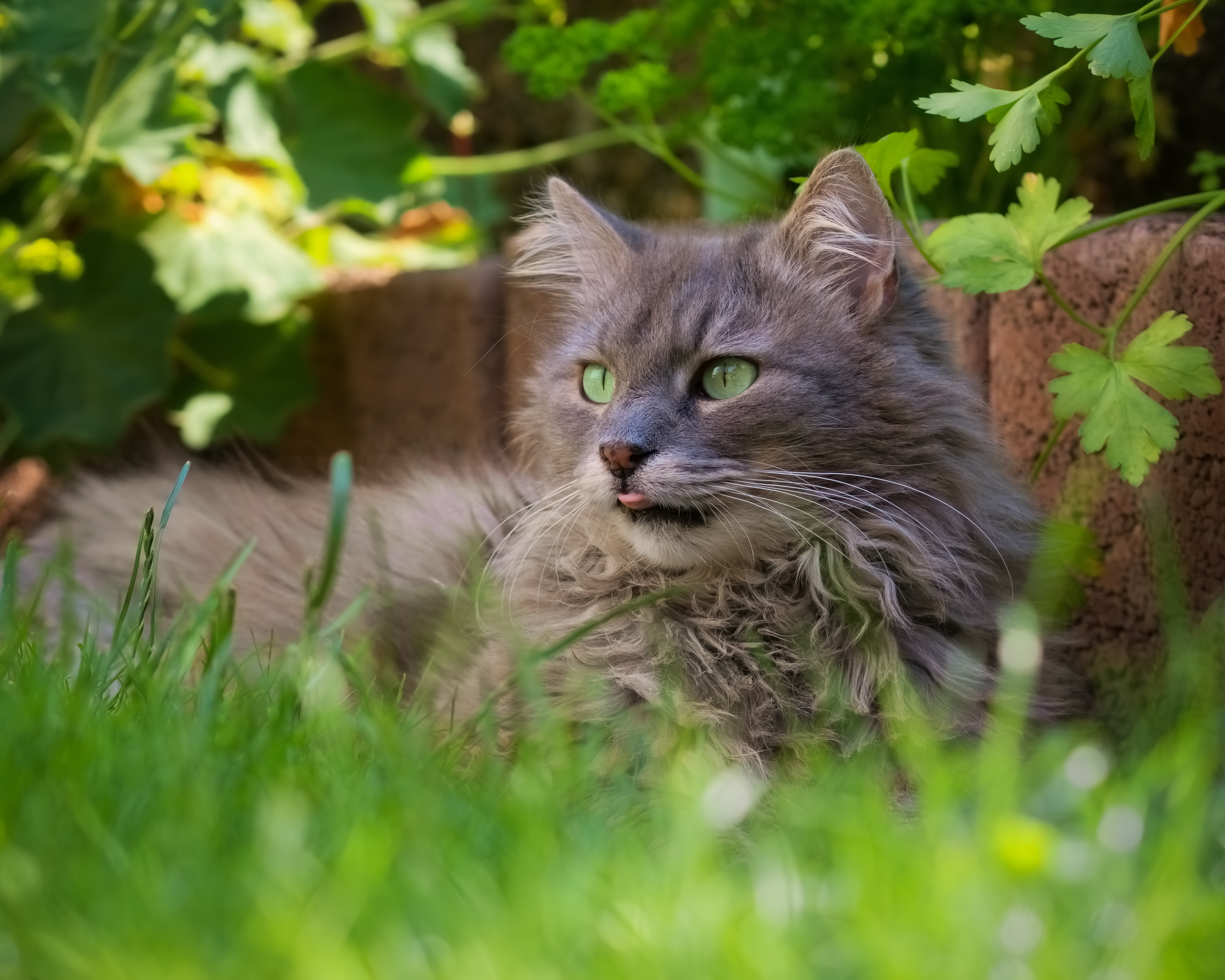 467408 économiseurs d'écran et fonds d'écran Chats sur votre téléphone. Téléchargez  images gratuitement