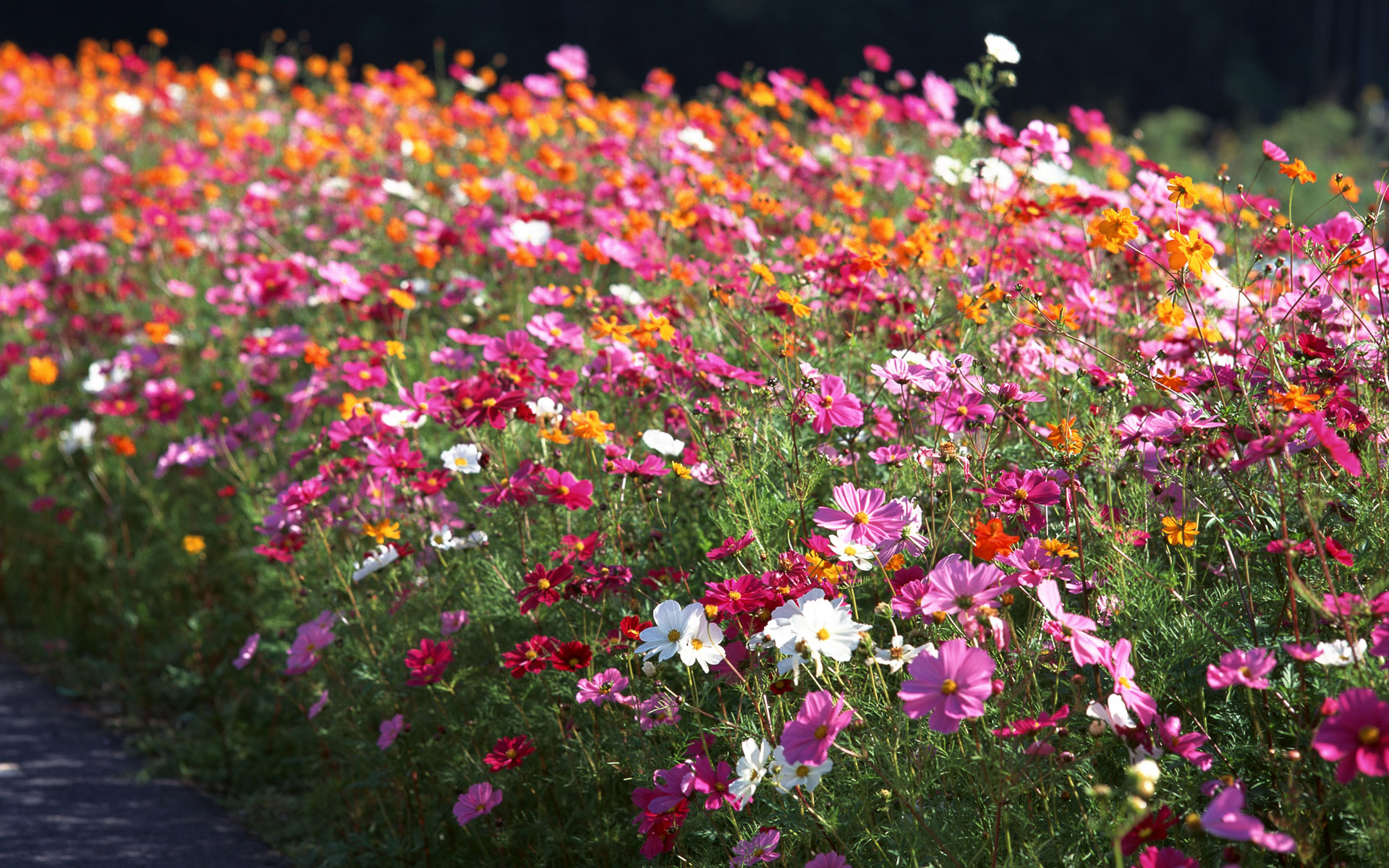 Descarga gratuita de fondo de pantalla para móvil de Flores, Flor, Tierra/naturaleza.