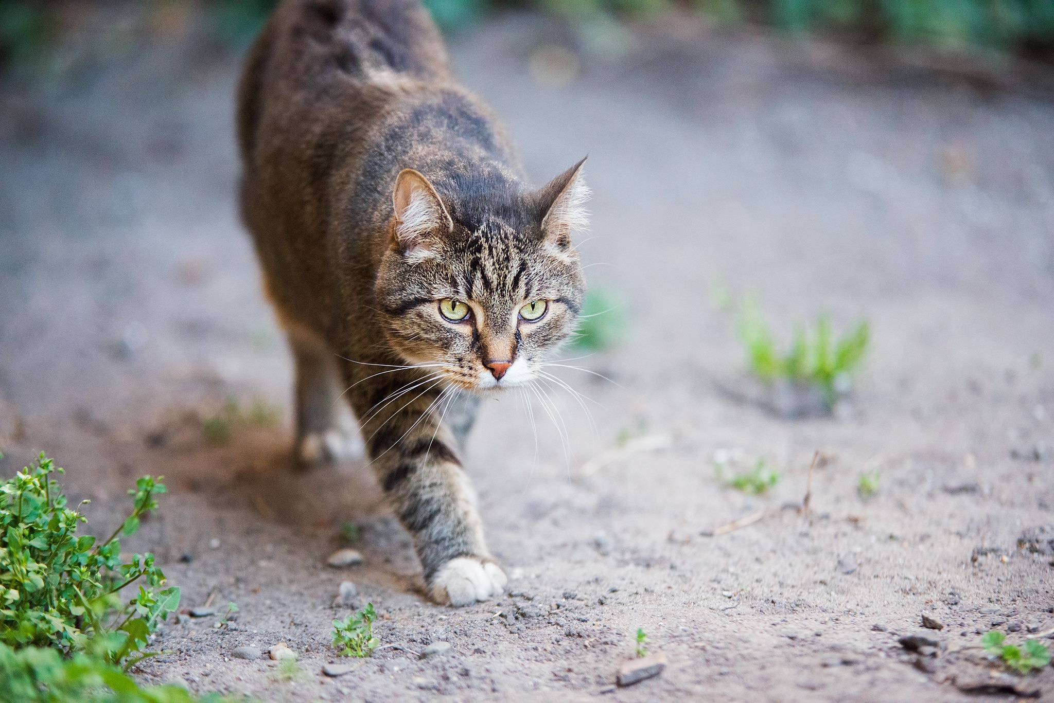 Descarga gratuita de fondo de pantalla para móvil de Animales, Gatos, Gato.