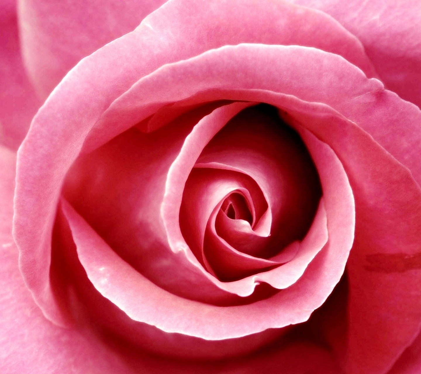 Скачать картинку Роза, Розовый, Земля/природа, Пинк, Флауэрсы в телефон бесплатно.
