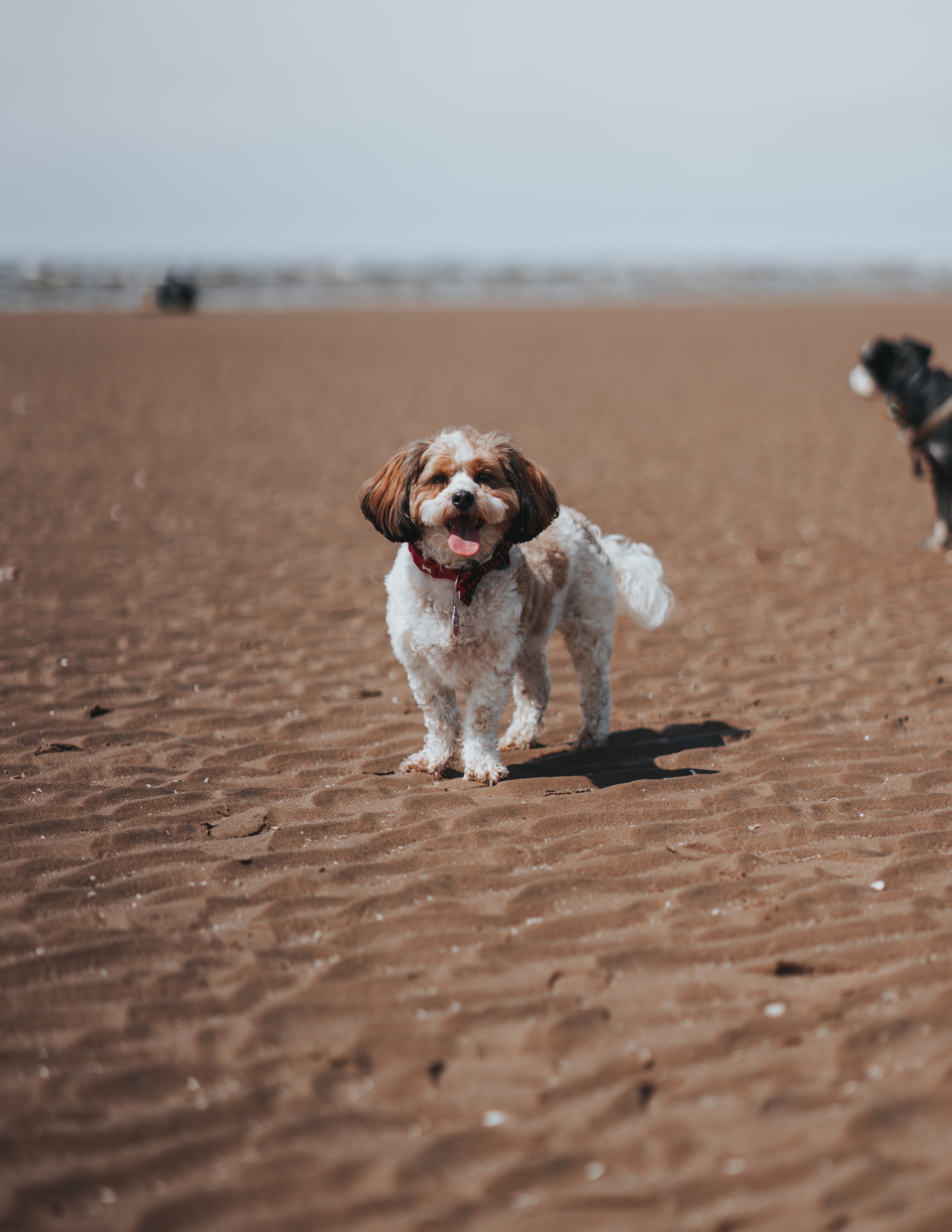 funny, animals, beach, dog, pet, protruding tongue, tongue stuck out FHD, 4K, UHD