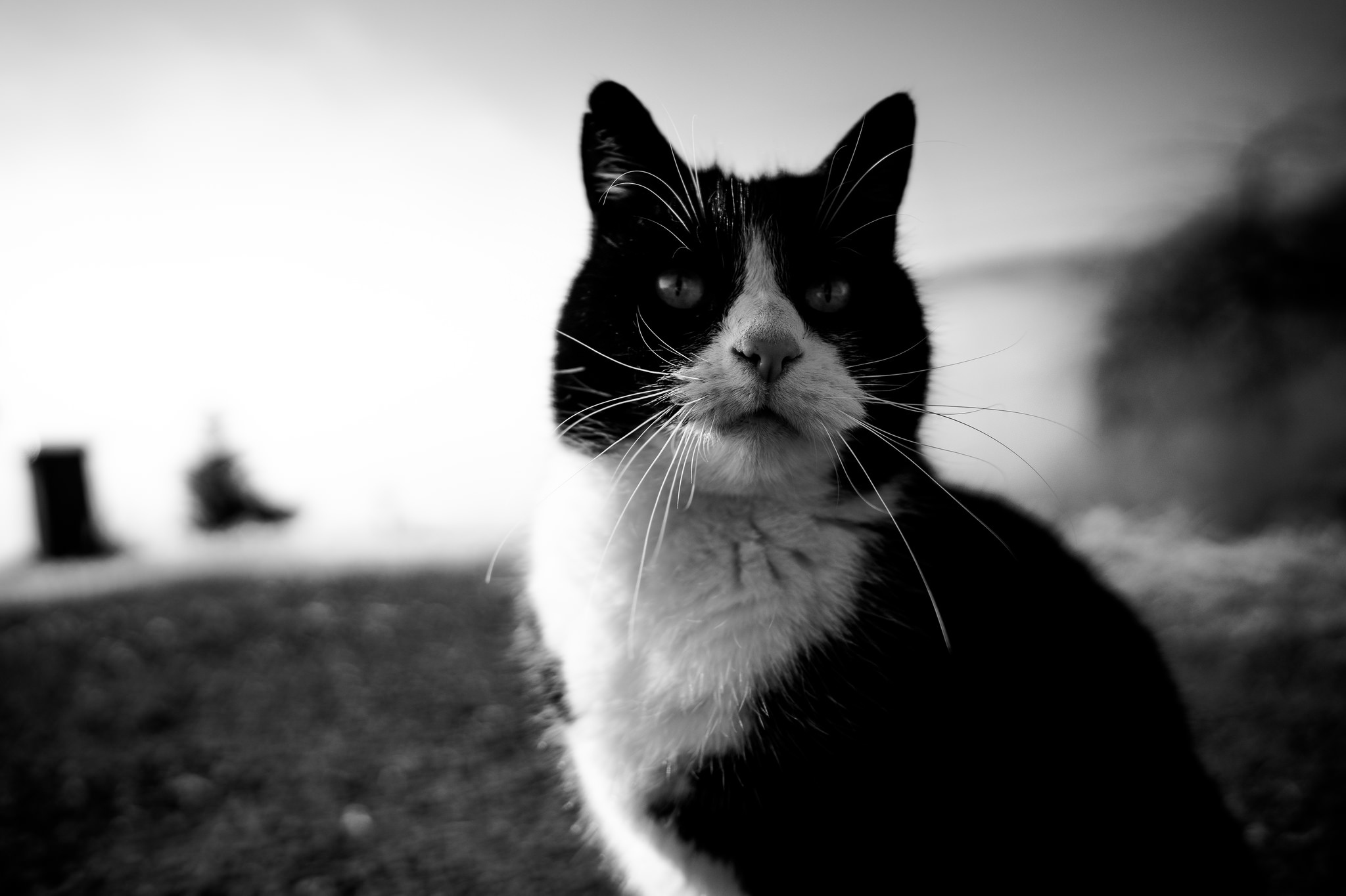 Descarga gratuita de fondo de pantalla para móvil de Animales, Gatos, Gato, Blanco Y Negro, Difuminado.